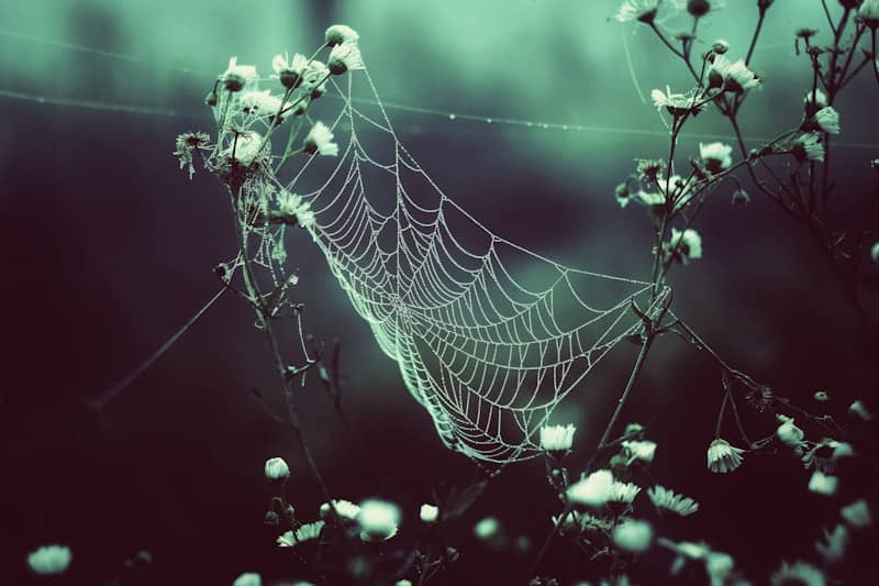 A spider web covered in white flowers in the dark