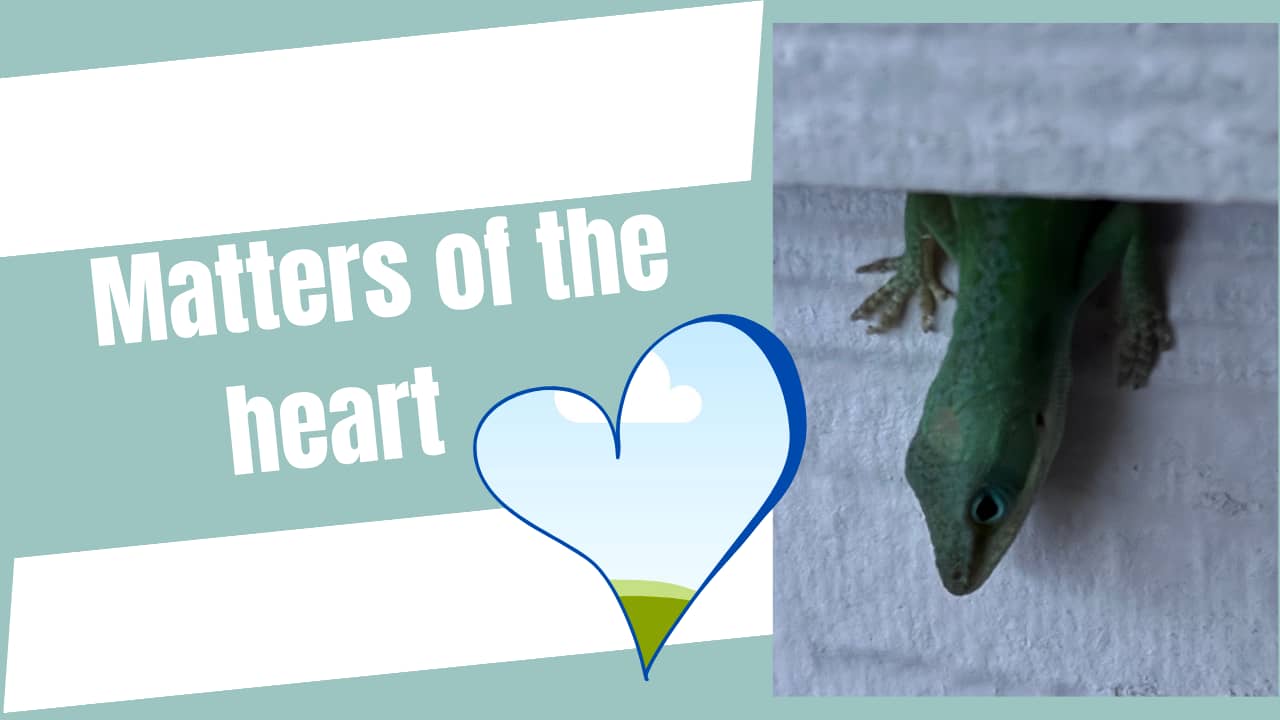 Heart and anole lizard soften your heart