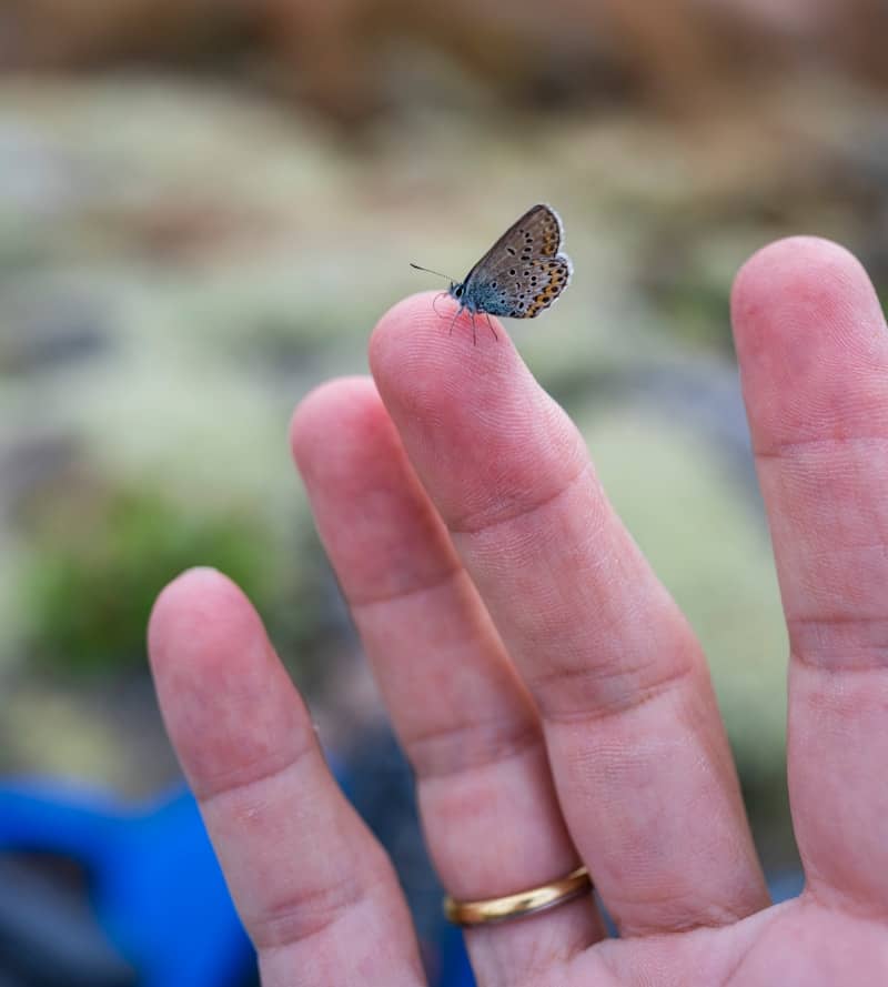 A small butterfly rests on a person's finger.