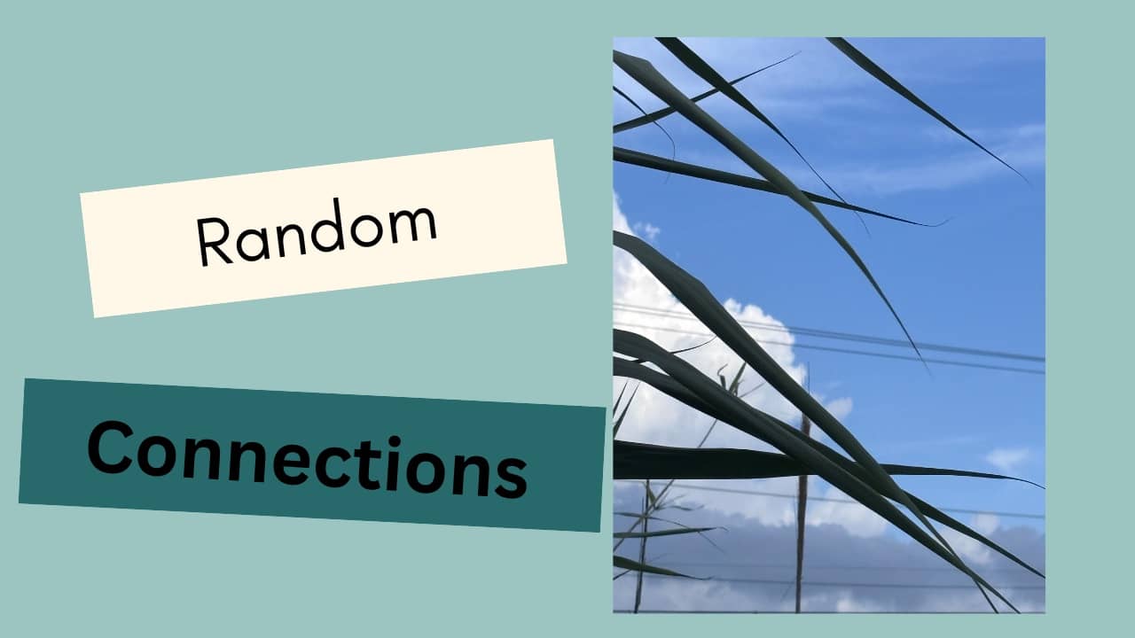 Palm, sky and clouds random connections