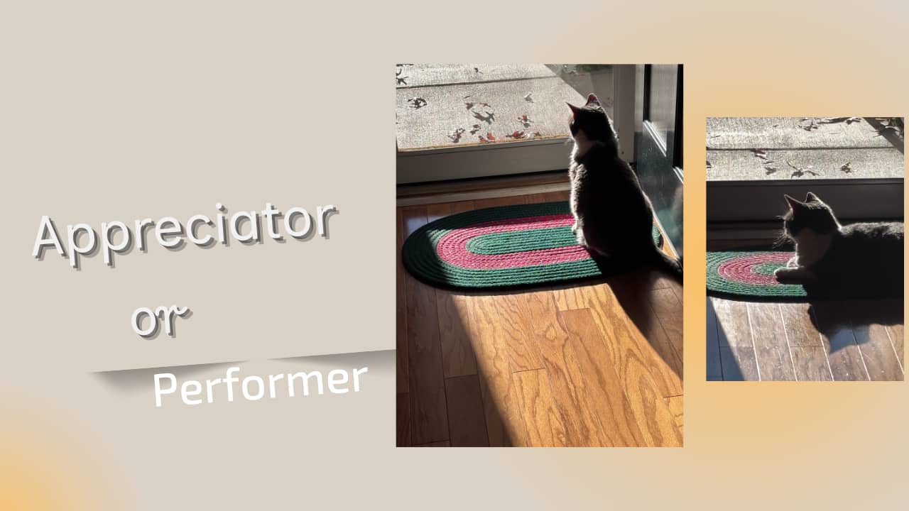 Cat in sunlight appreciating life