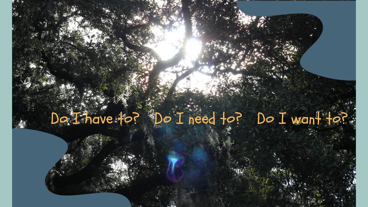 Trees in sunlight offer questions to ponder