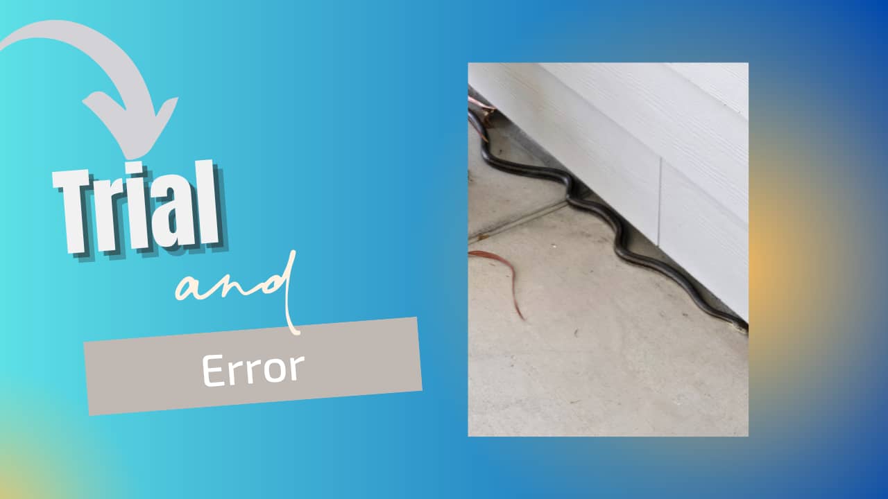 Trial and Error snake on porch