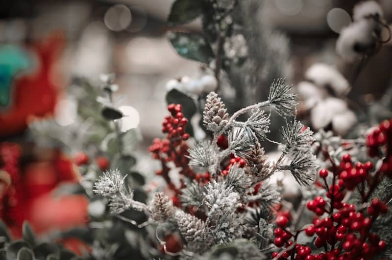 A close up of a bush with red berries