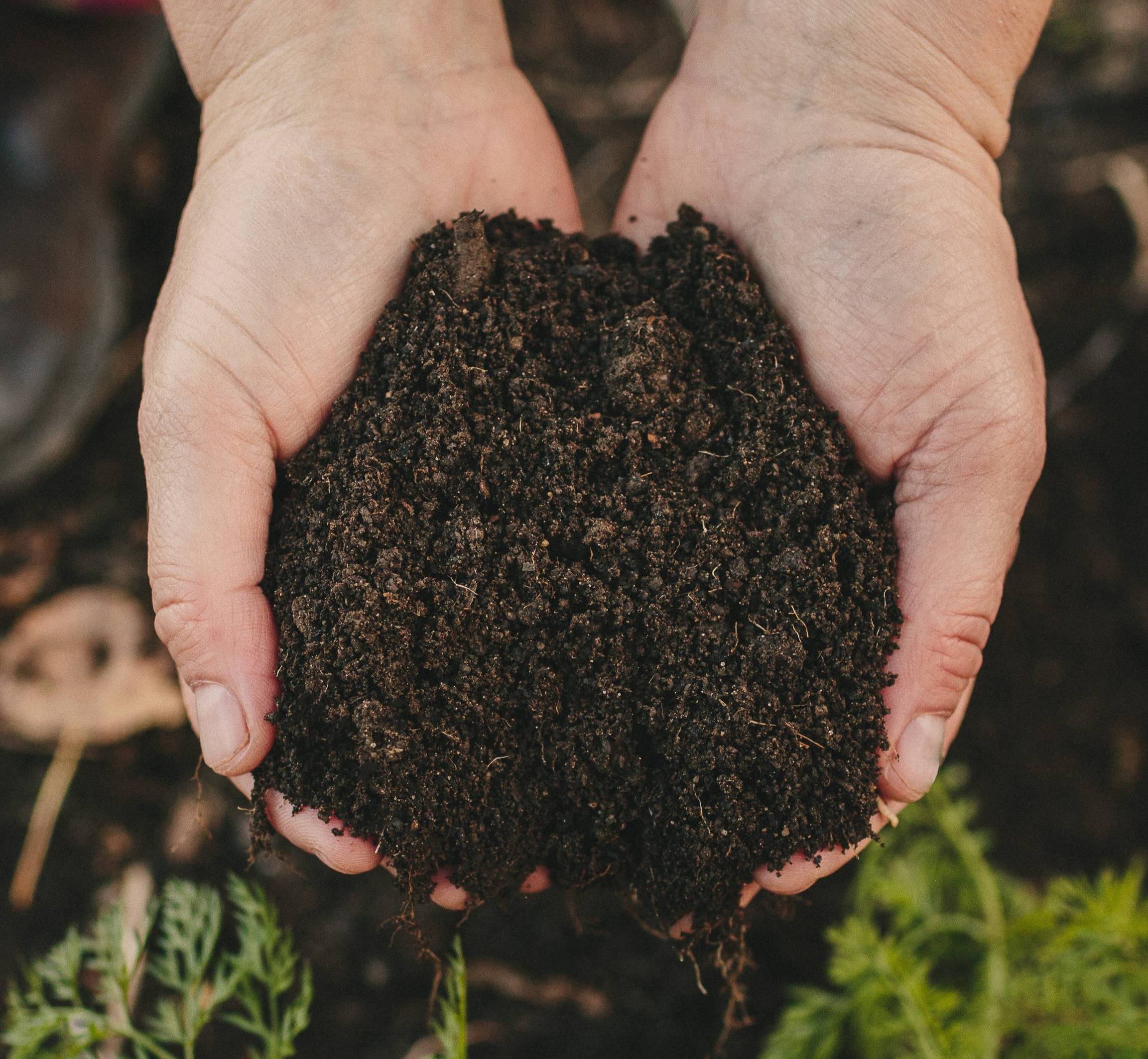 hands with dark rich soil