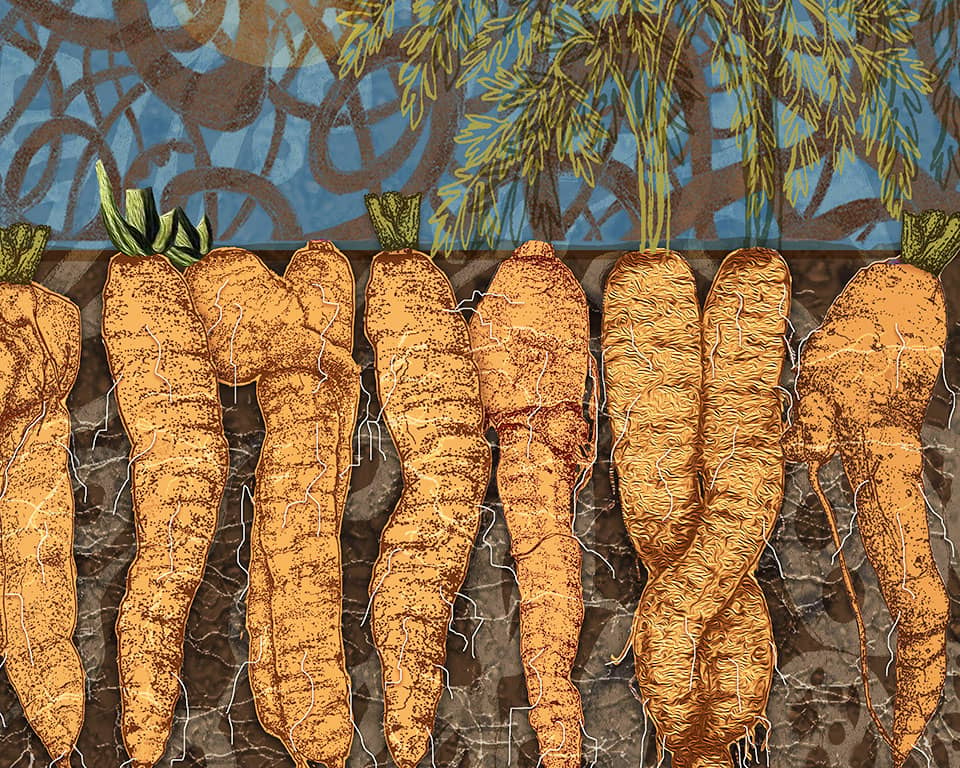 drawing of carrots by Susan A Edwards