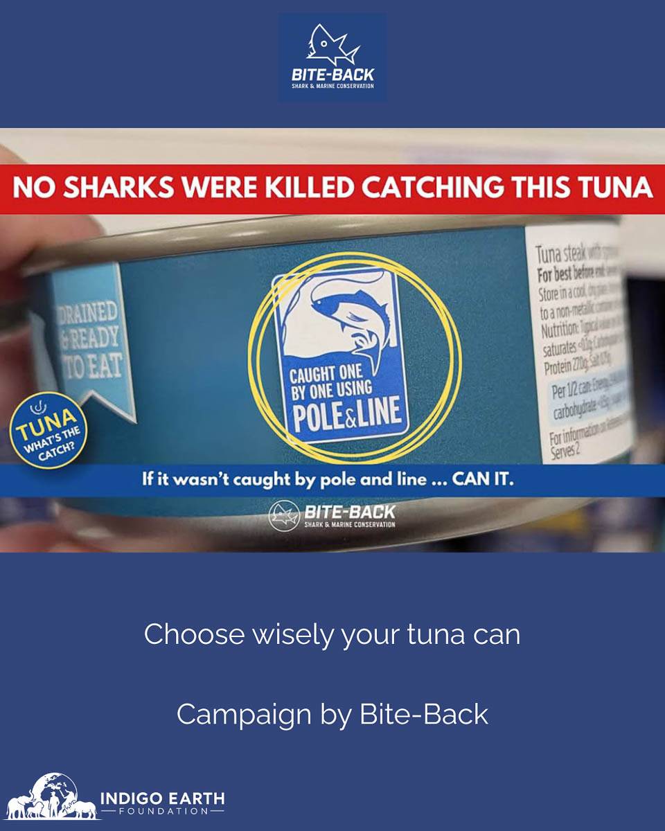 A tuna tin label reading caught one by one using pole and line, the method Bite-Back recommends for reducing shark bycatch