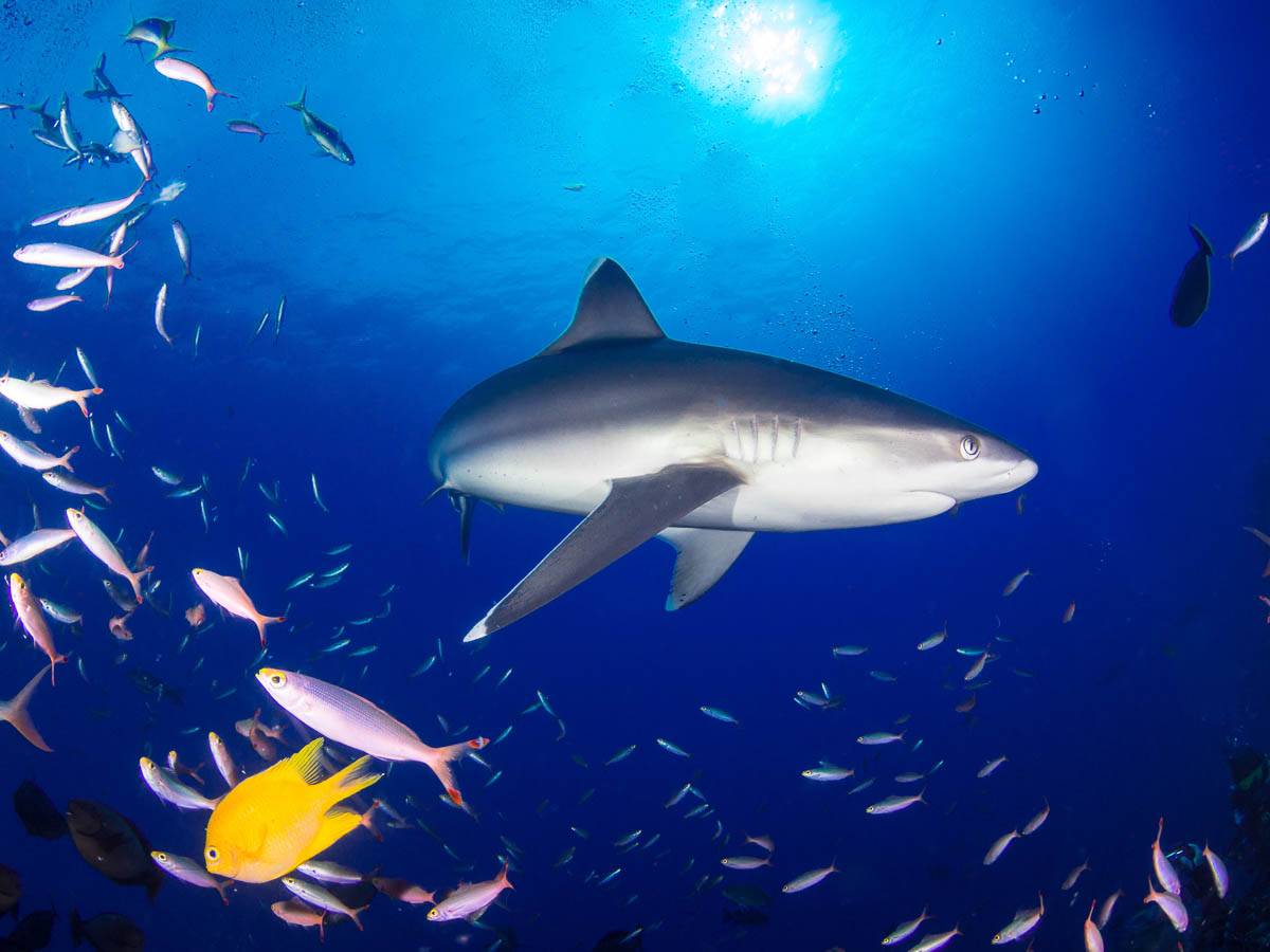 Silver tip shark - Socorro
