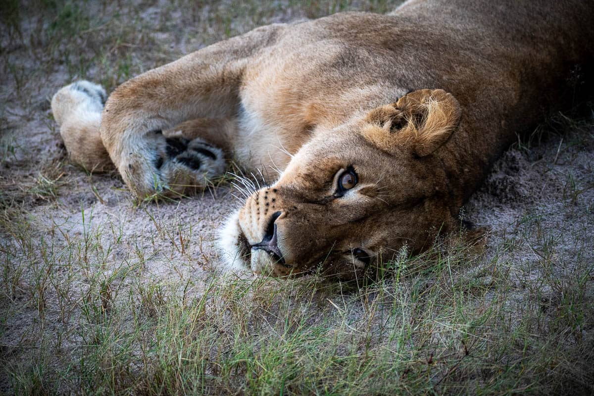 Lion cub