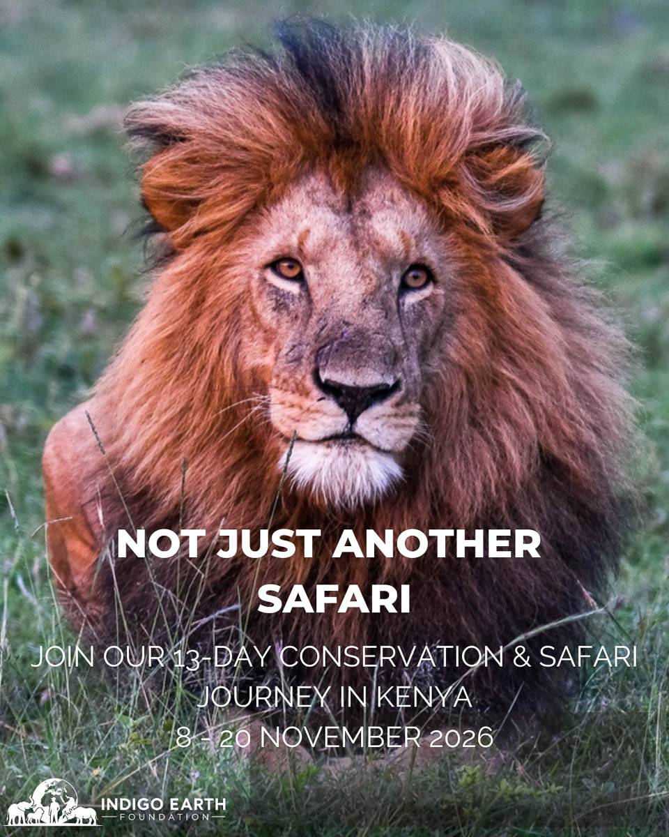 A male lion in the grass in Kenya, with the dates of the 13-day Conservation & Safari Journey, 8 to 20 November 2026
