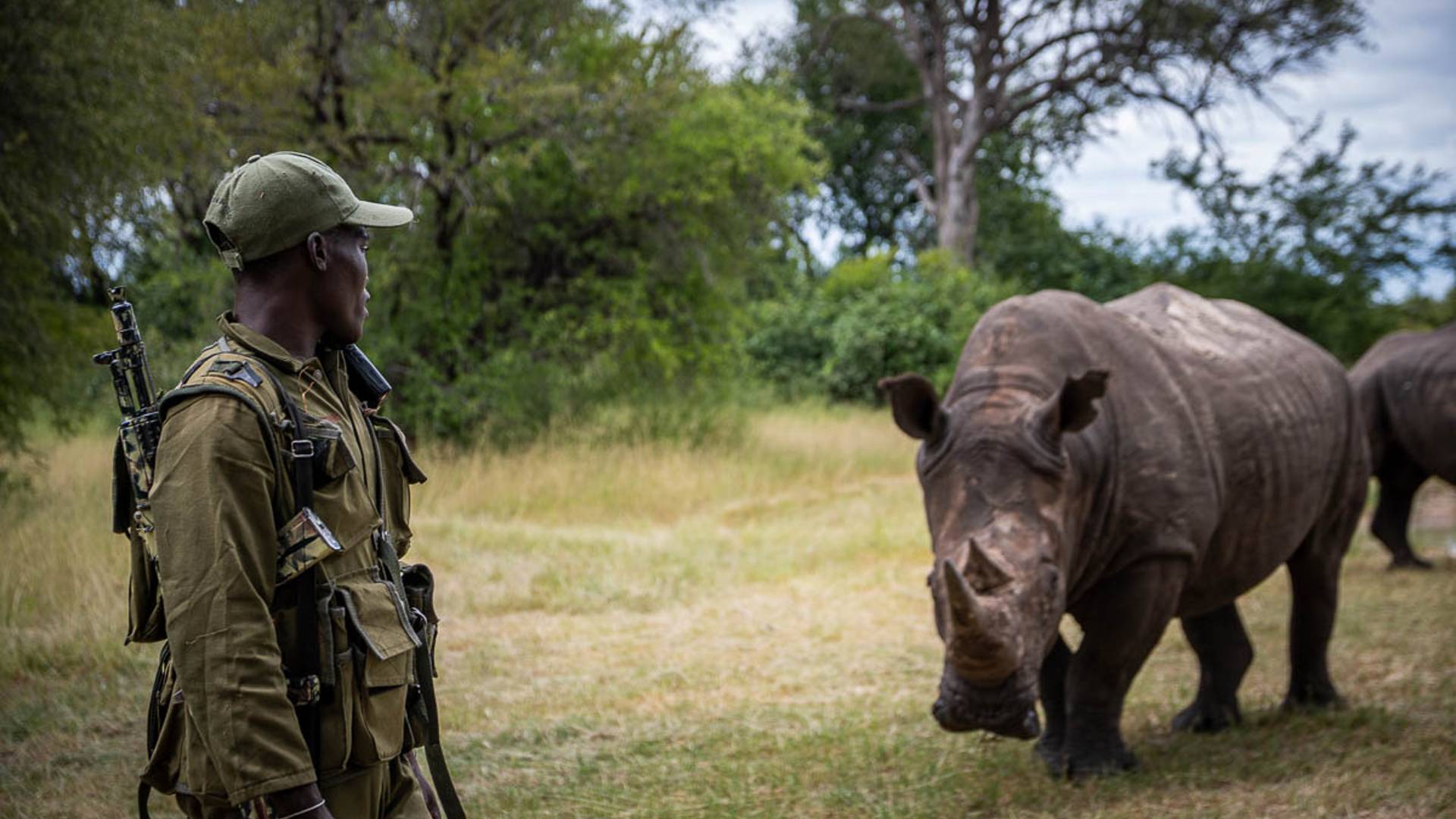 Cobra guarding a white rhino