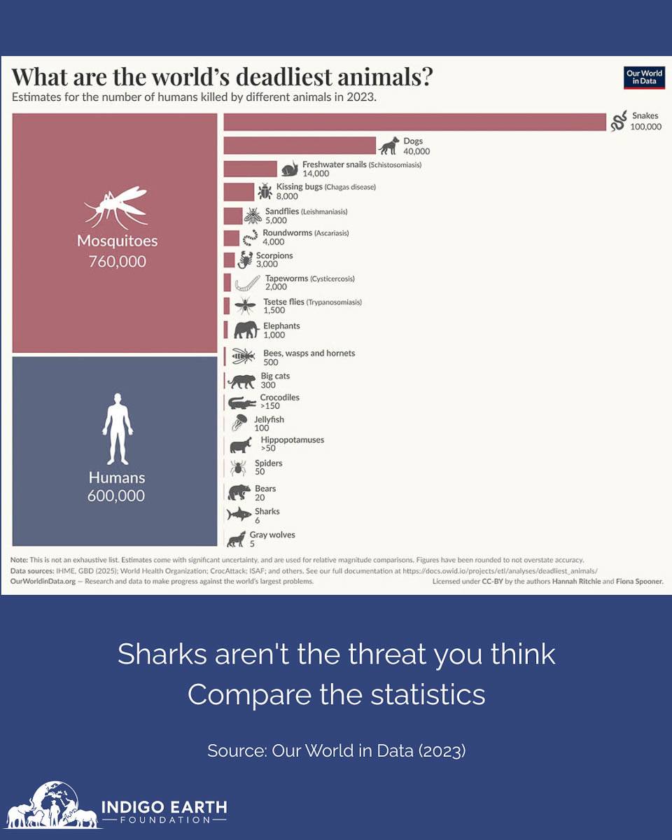 Chart comparing annual human deaths caused by different animals, with mosquitoes, snakes and dogs far ahead of sharks. Source: ourworldindata.org
