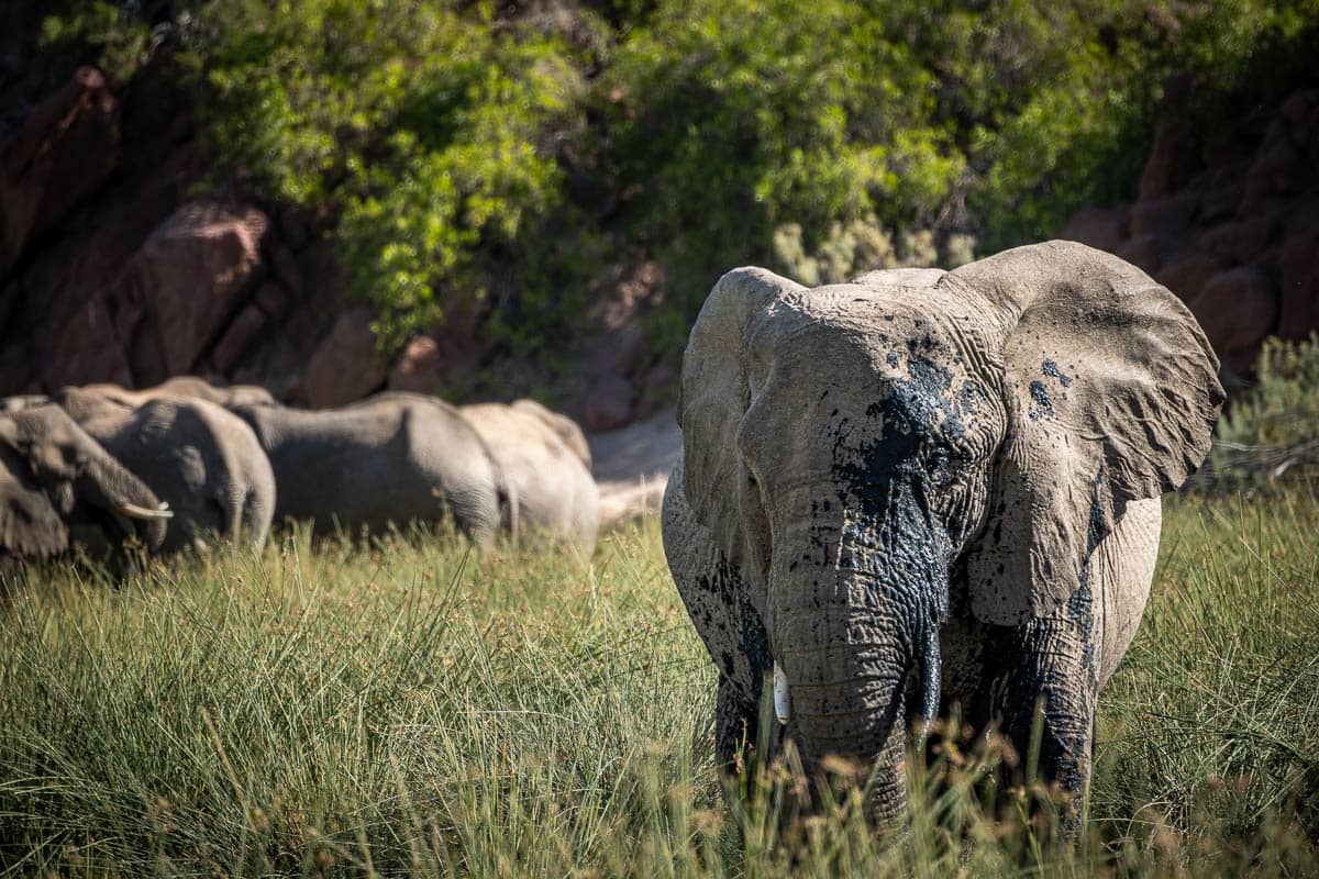 One of the elephant herds monitored by EHRA