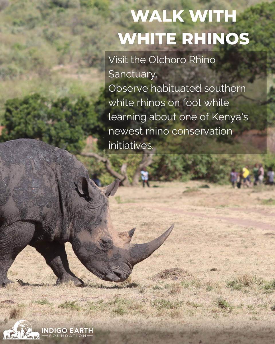 A southern white rhino grazing at the Olchoro Rhino Sanctuary in Kenya, where journey participants observe habituated rhinos on foot