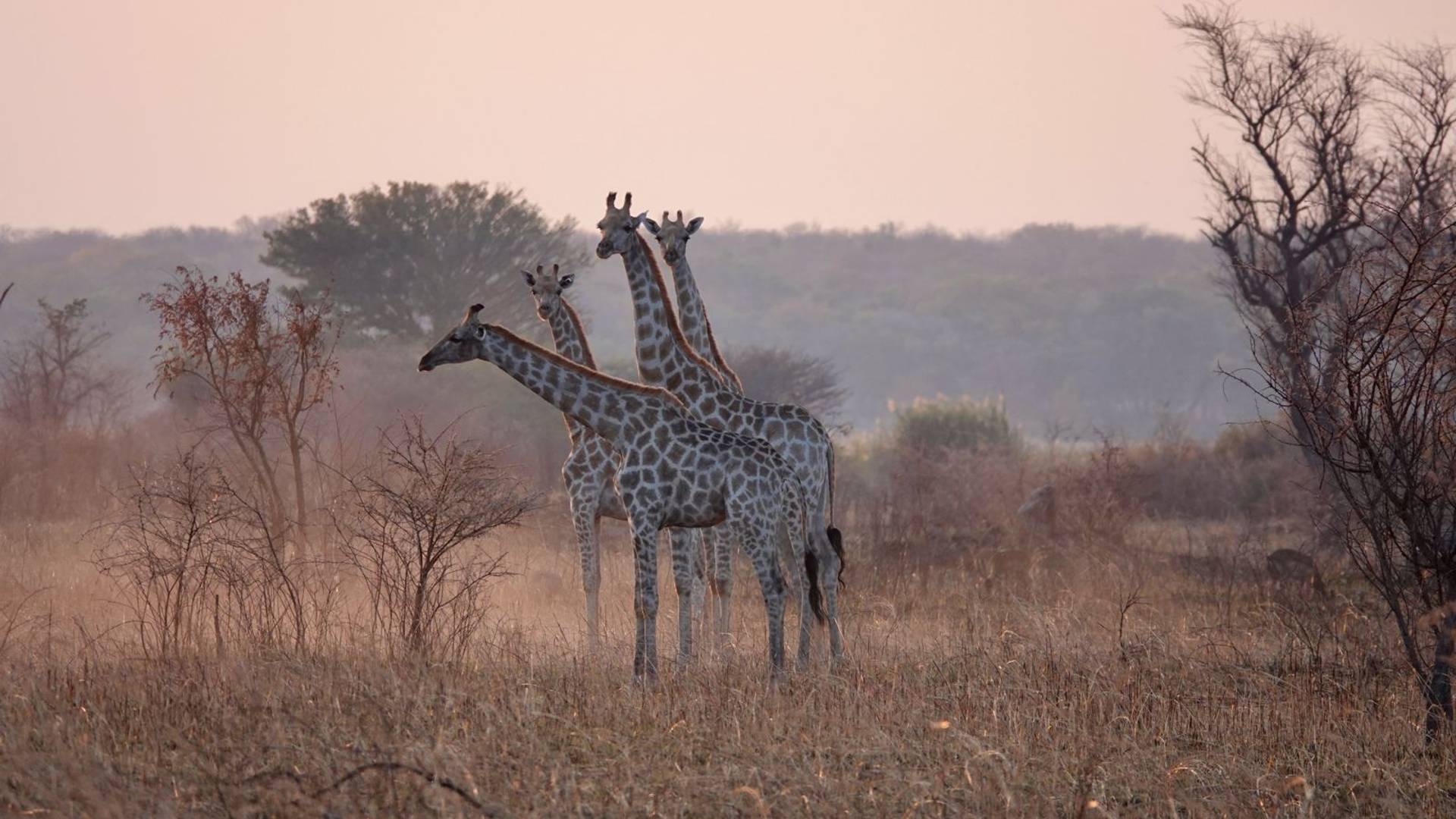 Cuatir Natural Reserve's Giraffes