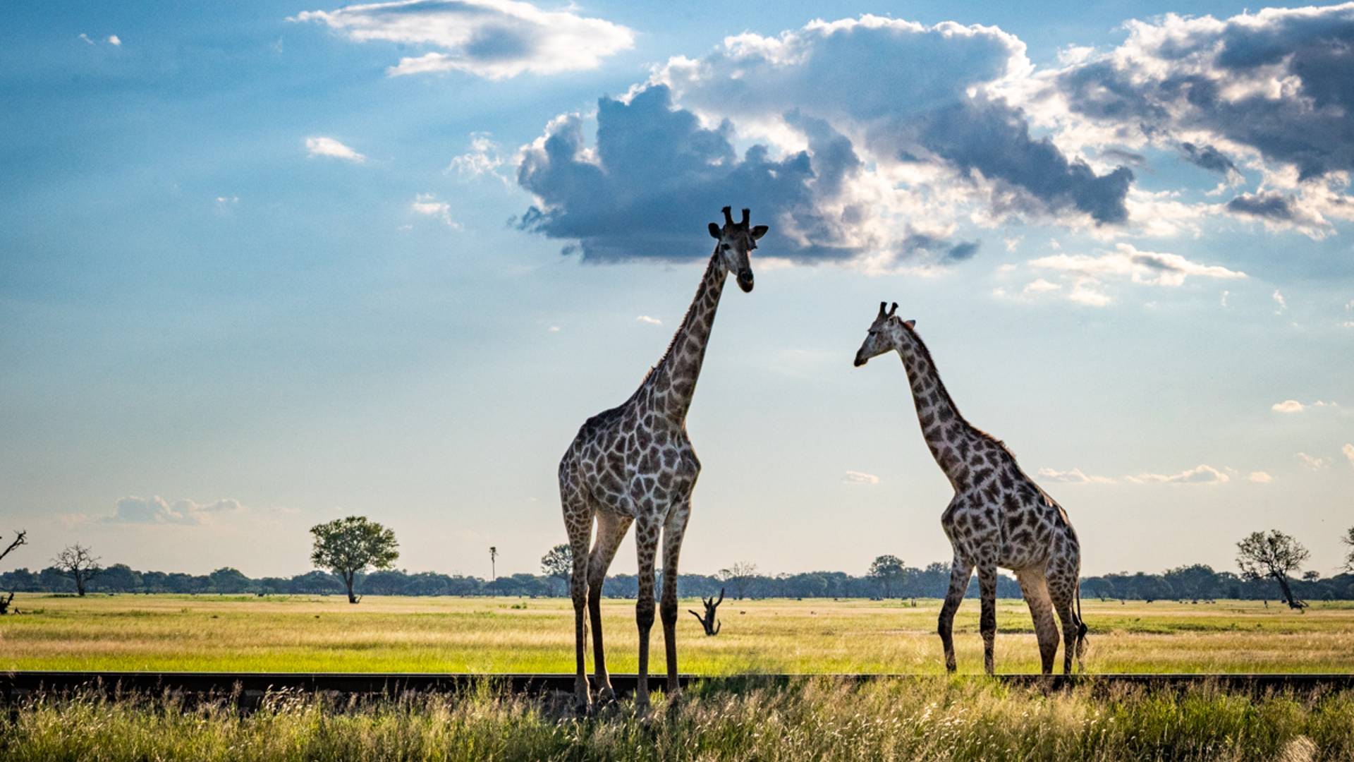 Girafes next to the railway line in Hwange National Park