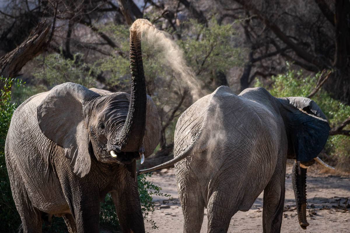 Desert-dwelling elephants enjoying a sand bath