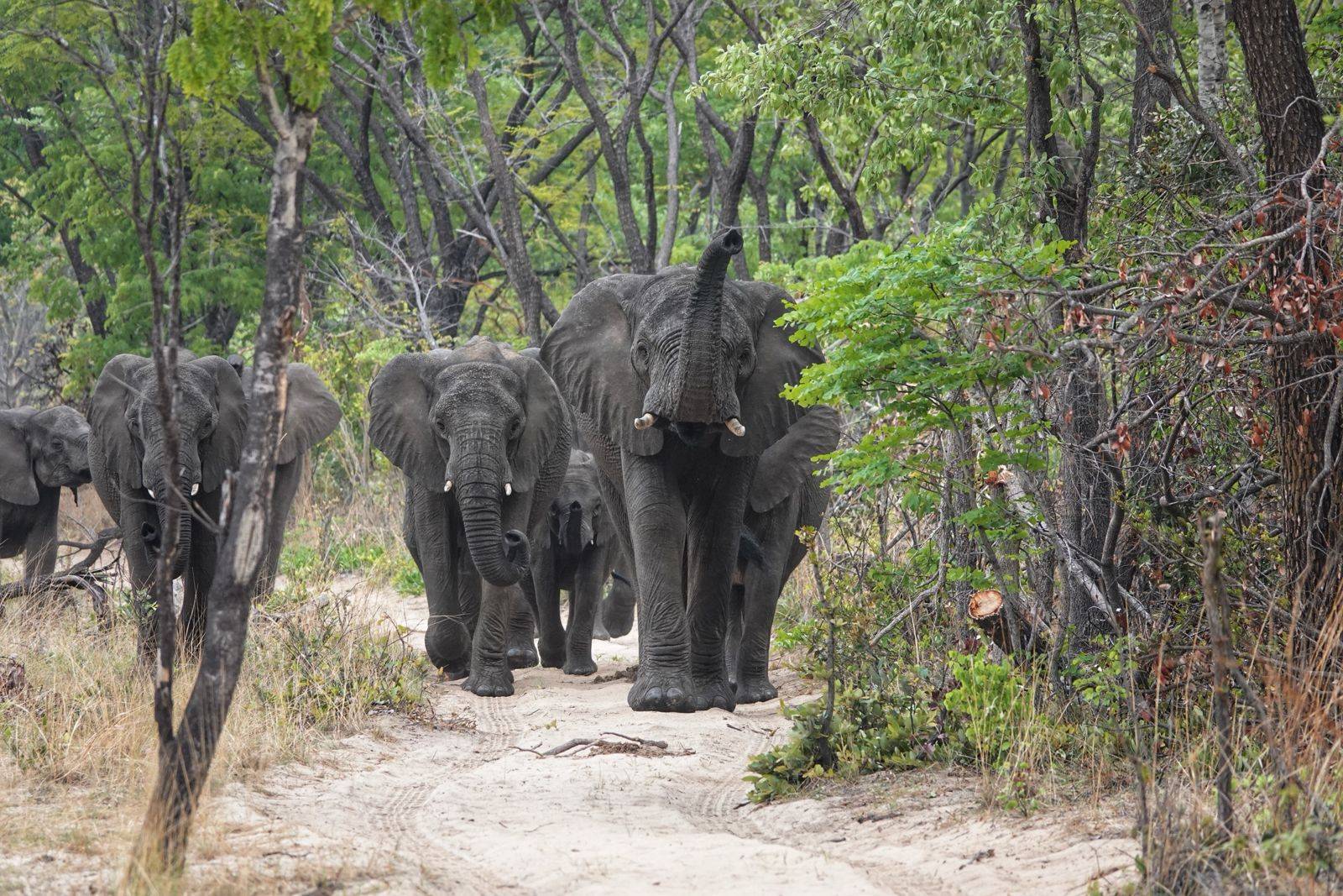 Elephant Herd - Source: Cuatir National Reserve