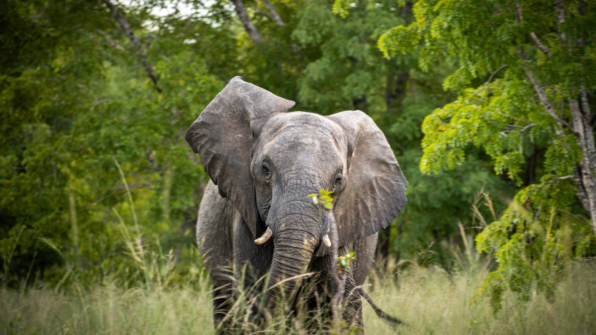 An elephant cow in Hwange National Park