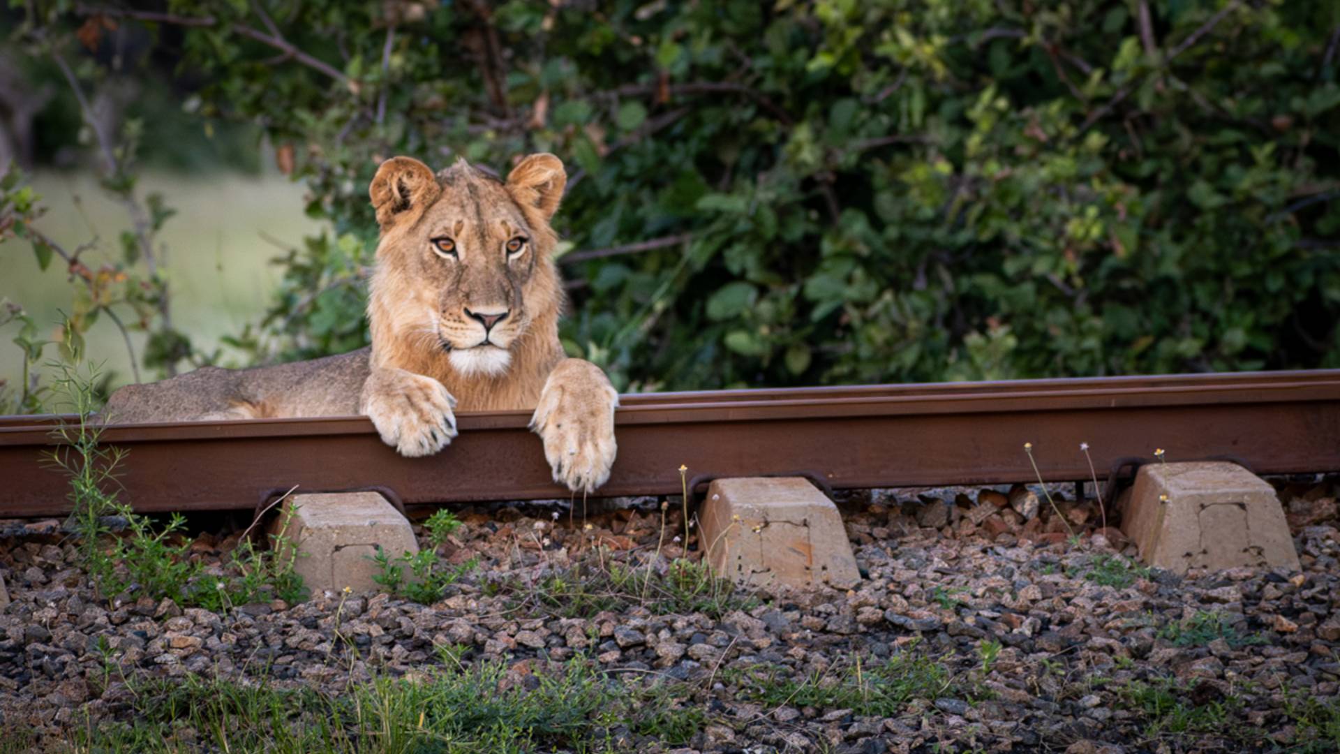 Male lion on the railway line in Hwange National Park