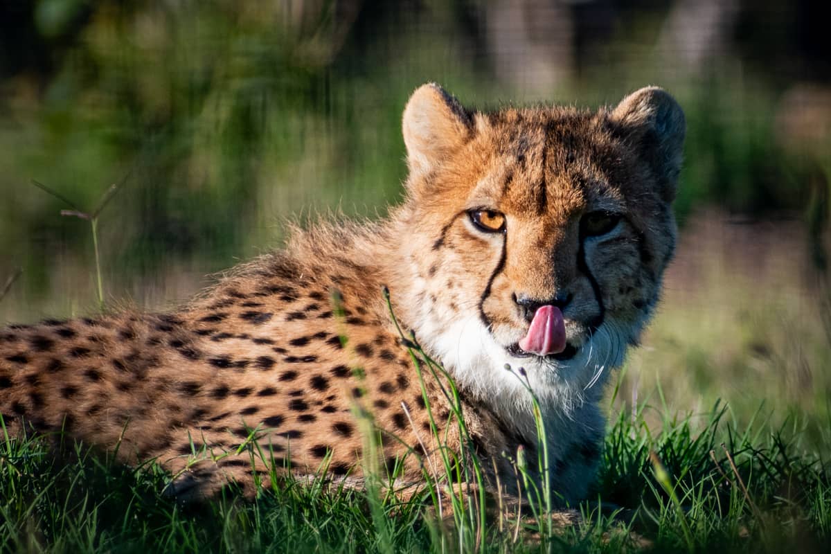 One of the resident cheetahs at Ashia Cheetah Conservation