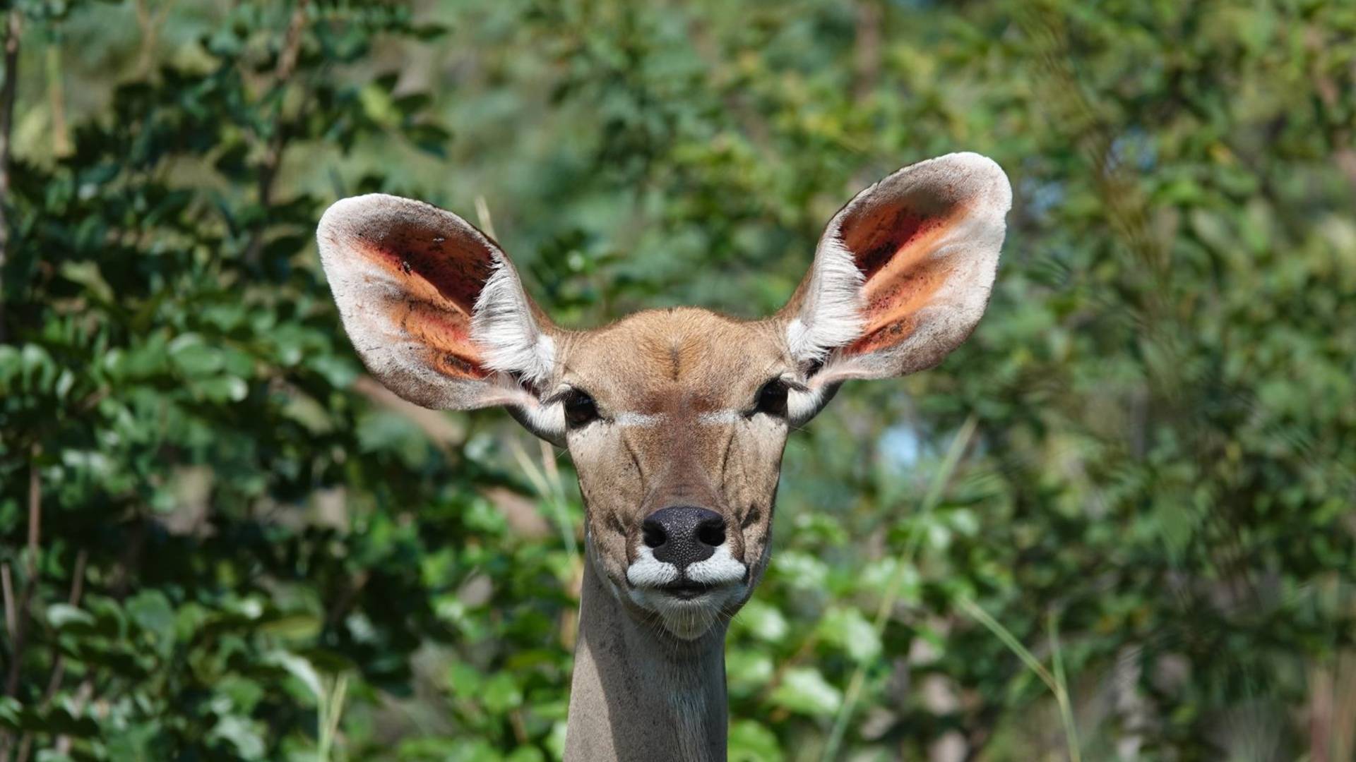 Cuatir Natural Reserve's Kudu