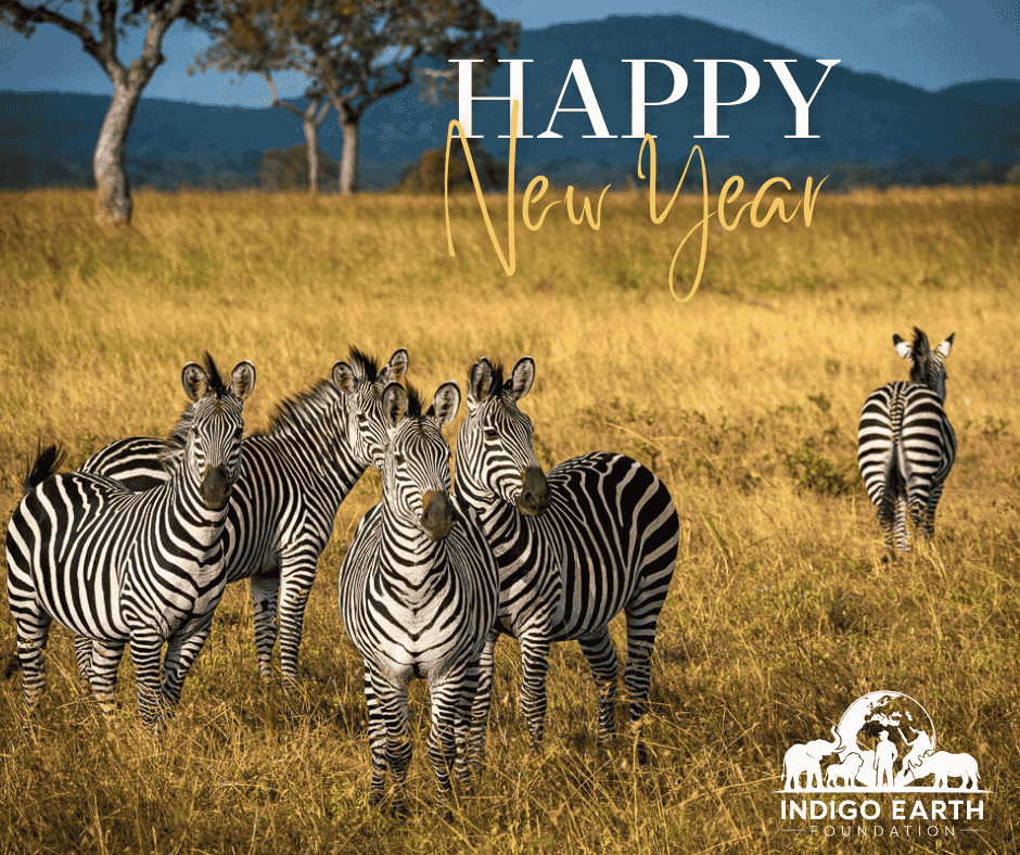 Happy new year 2026 with a dazzle of zebras in Mikumi National Park 