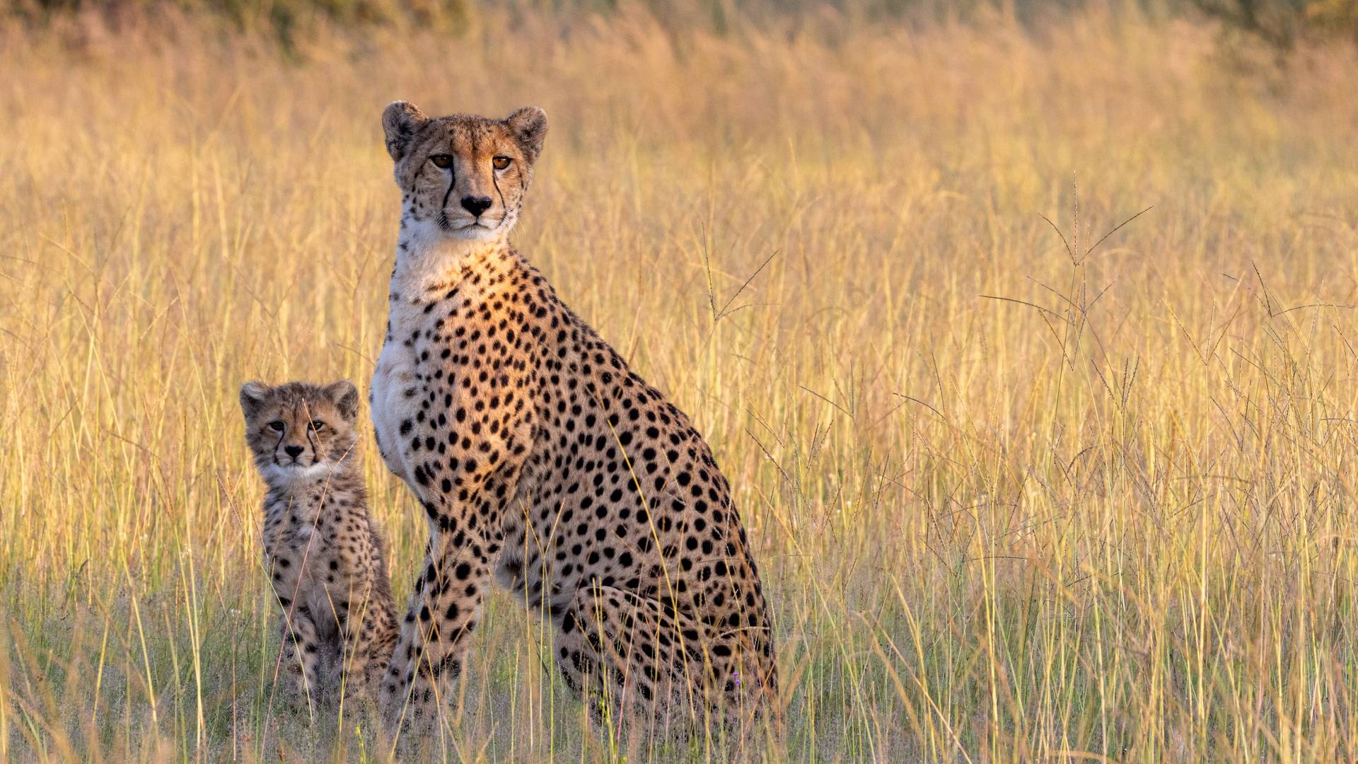 Cindy and her four-month old cub on Bomani Concession, photo from Mark Butcher