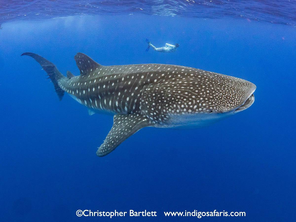 A whale shark photograph by Christopher Bartlett.