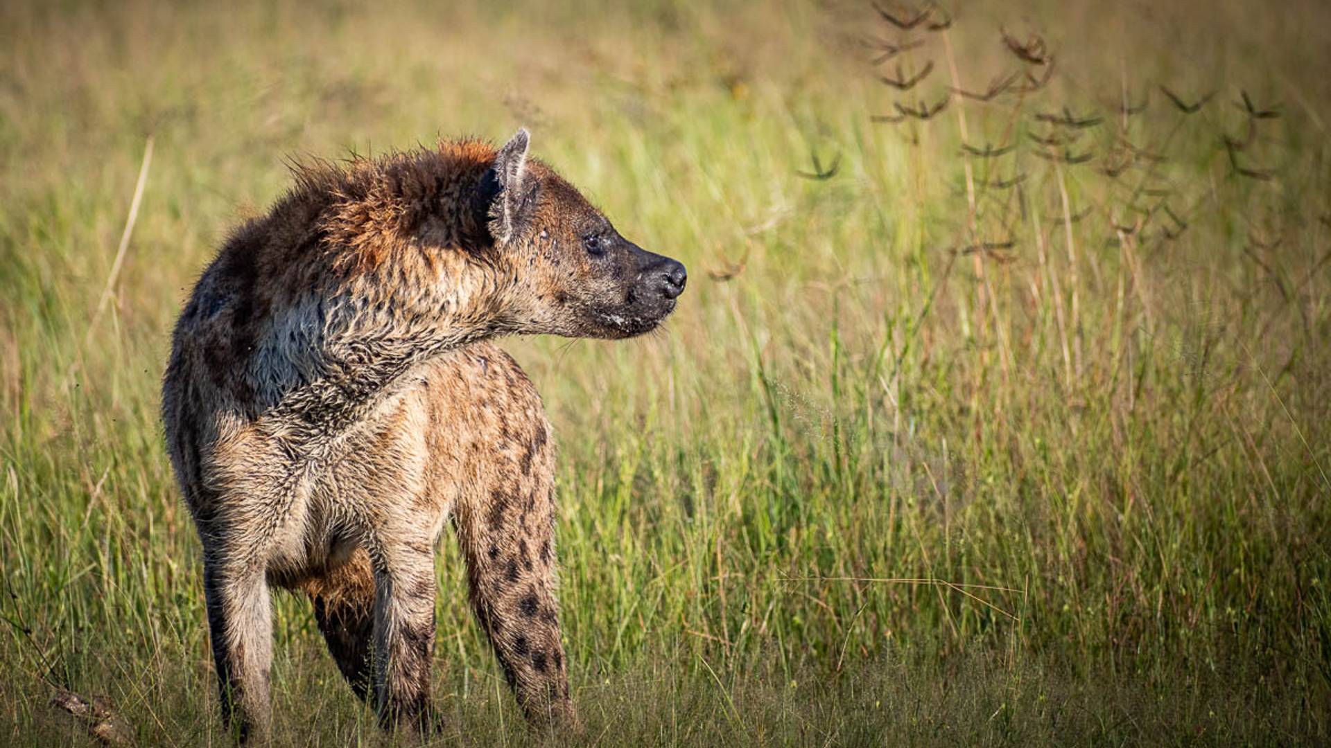 Spotted Hyena