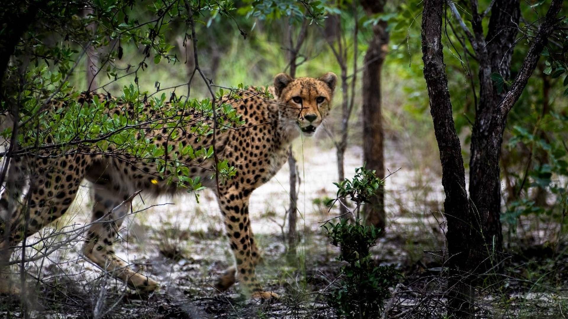 Cuatir Natural Reserve's Cheetah