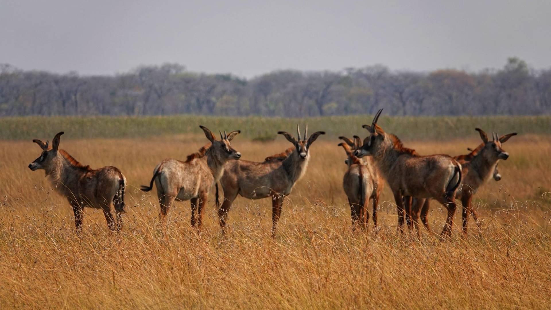 Cuatir Natural Reserve's Roan antelope