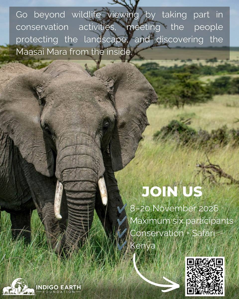 An elephant in the Maasai Mara, with the journey dates and the six-participant limit