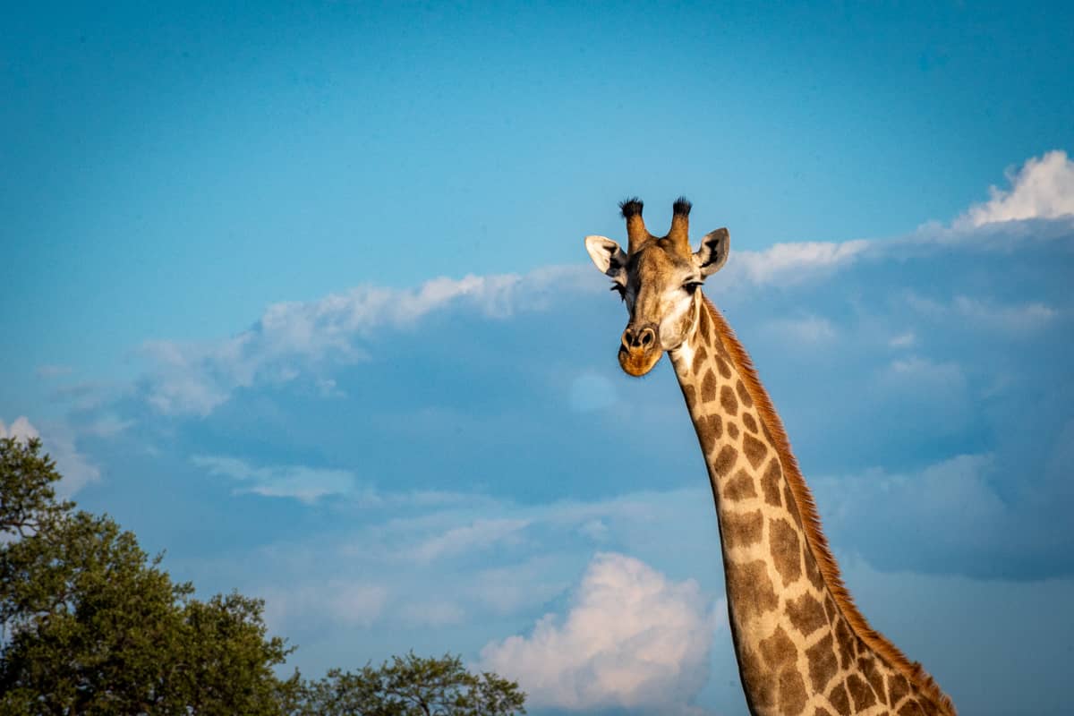 Giraffe in Hwange National Park