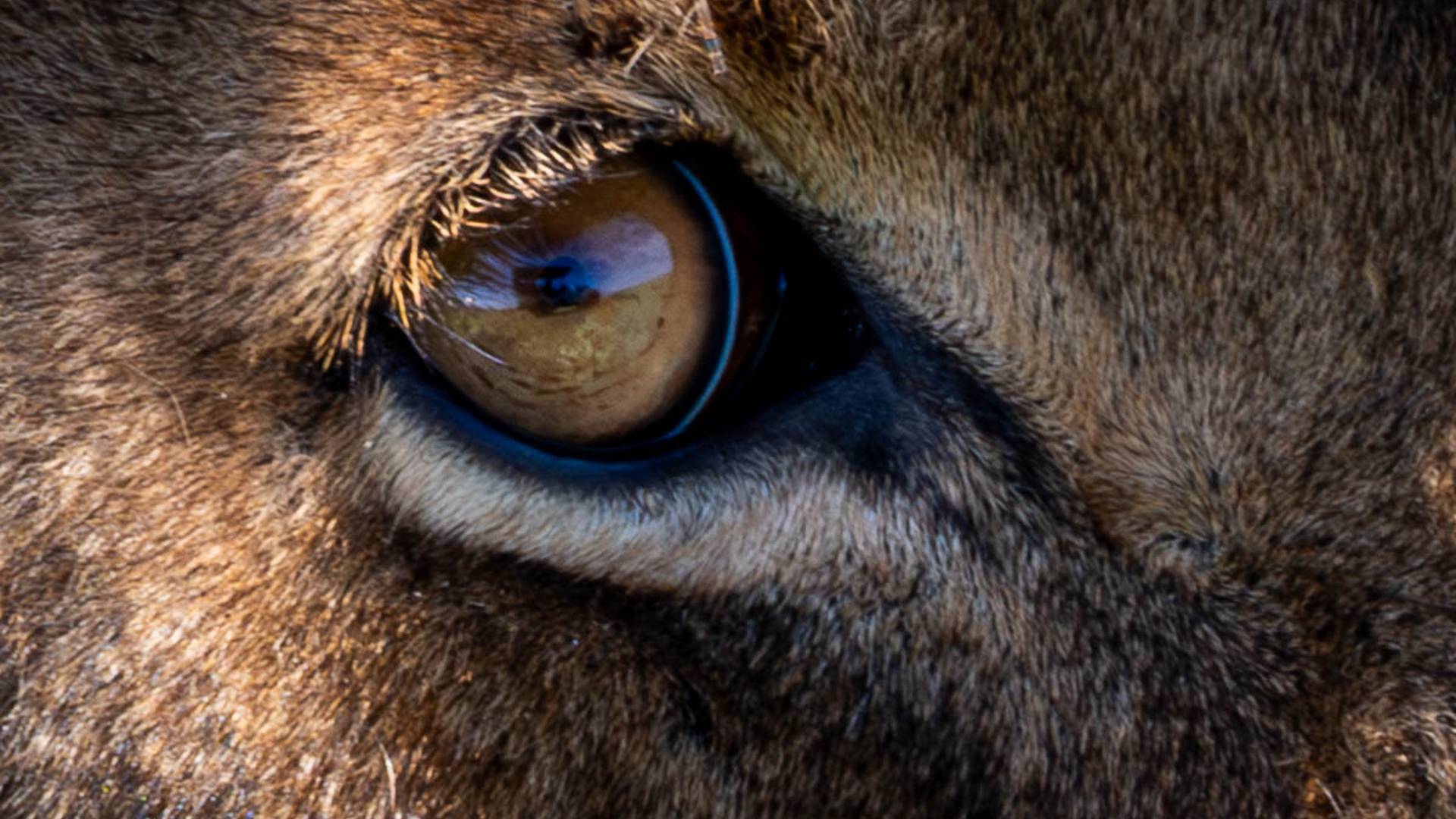 Lion's eye
