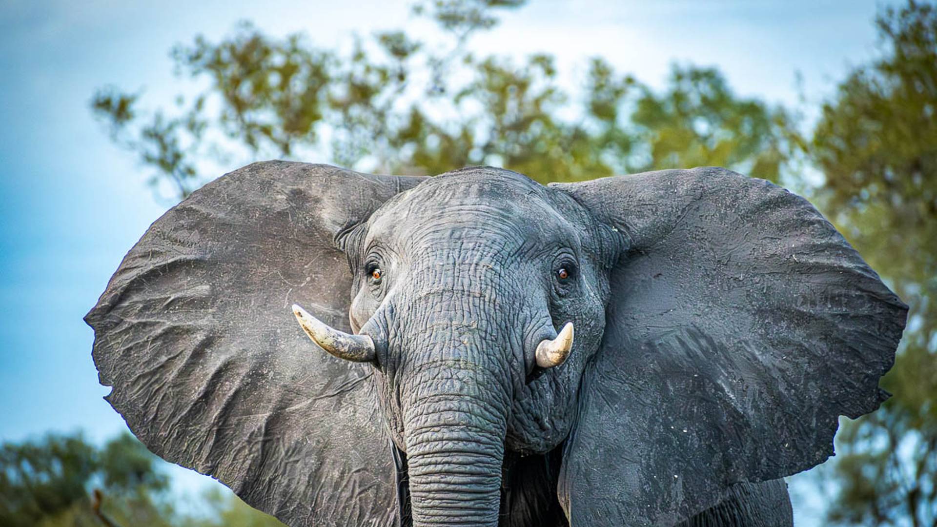 Elephant Bull