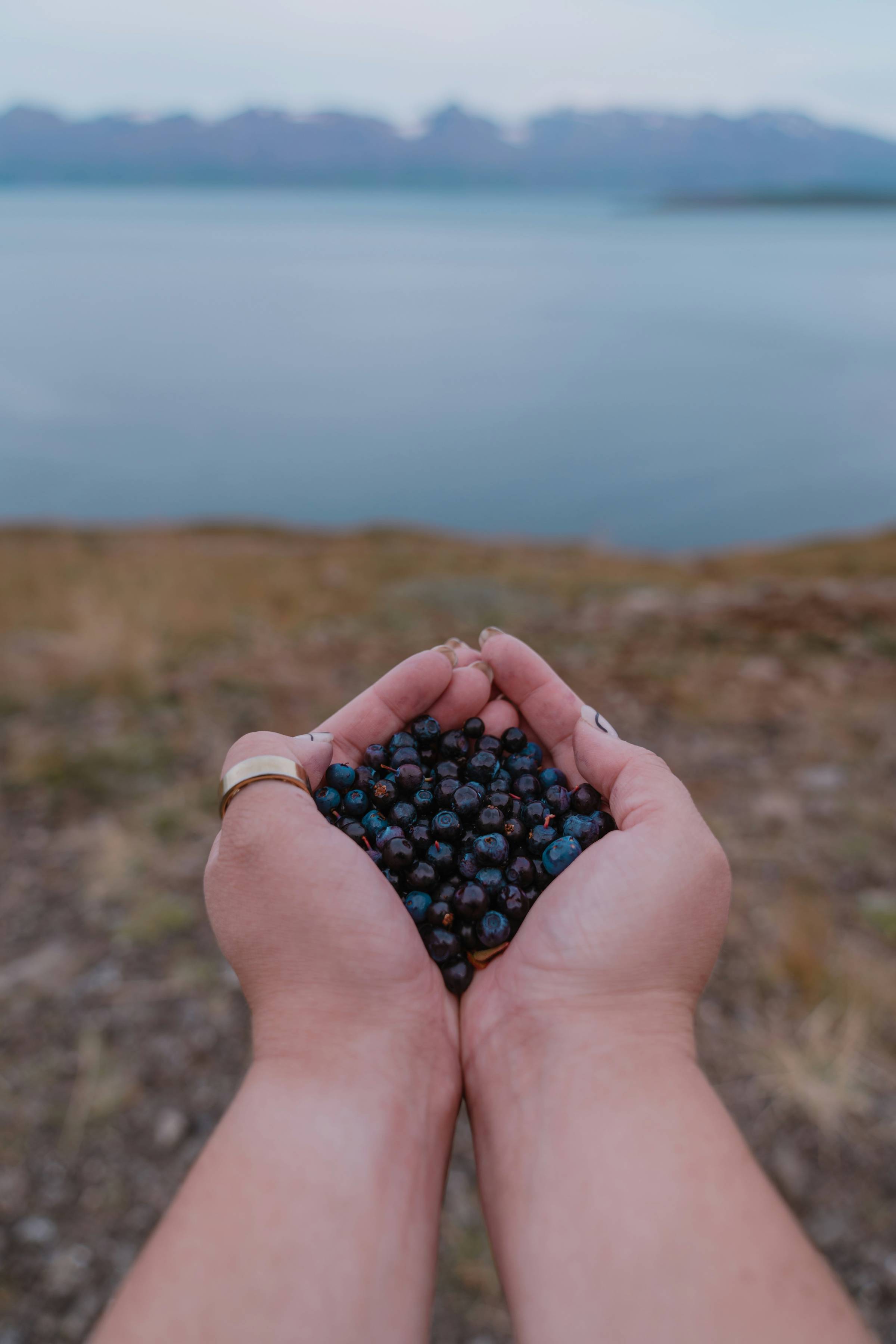 Two hands holding berries on a rocky shore, water visible in blurred background
