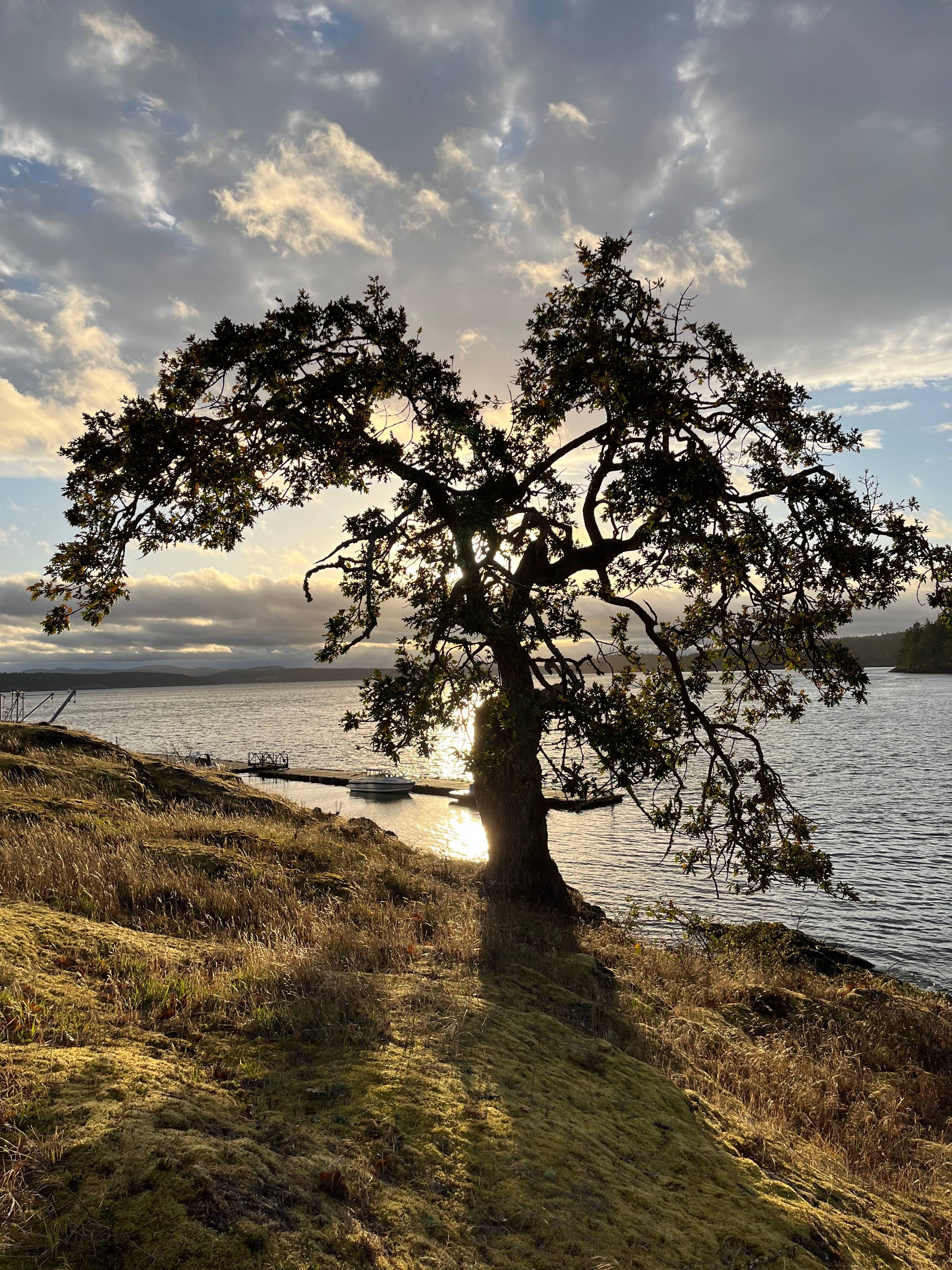 Backlit lone tree on a cliff, moss-covered rocks in foreground, Salish Sea behind, cloudy sky above.