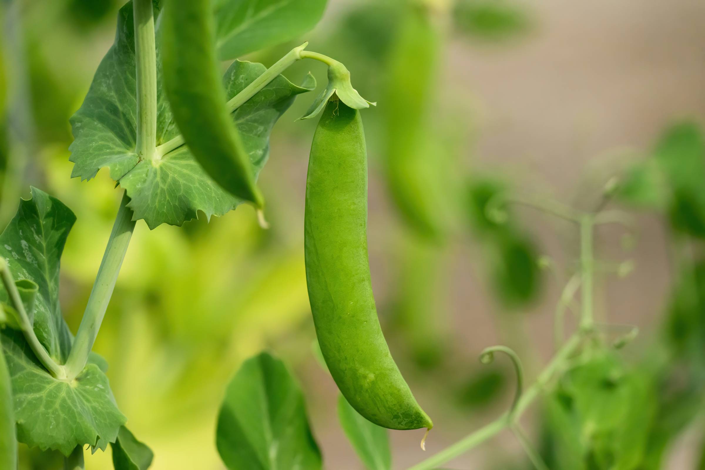 Sugar snap peas growing on the vine at a community garden.