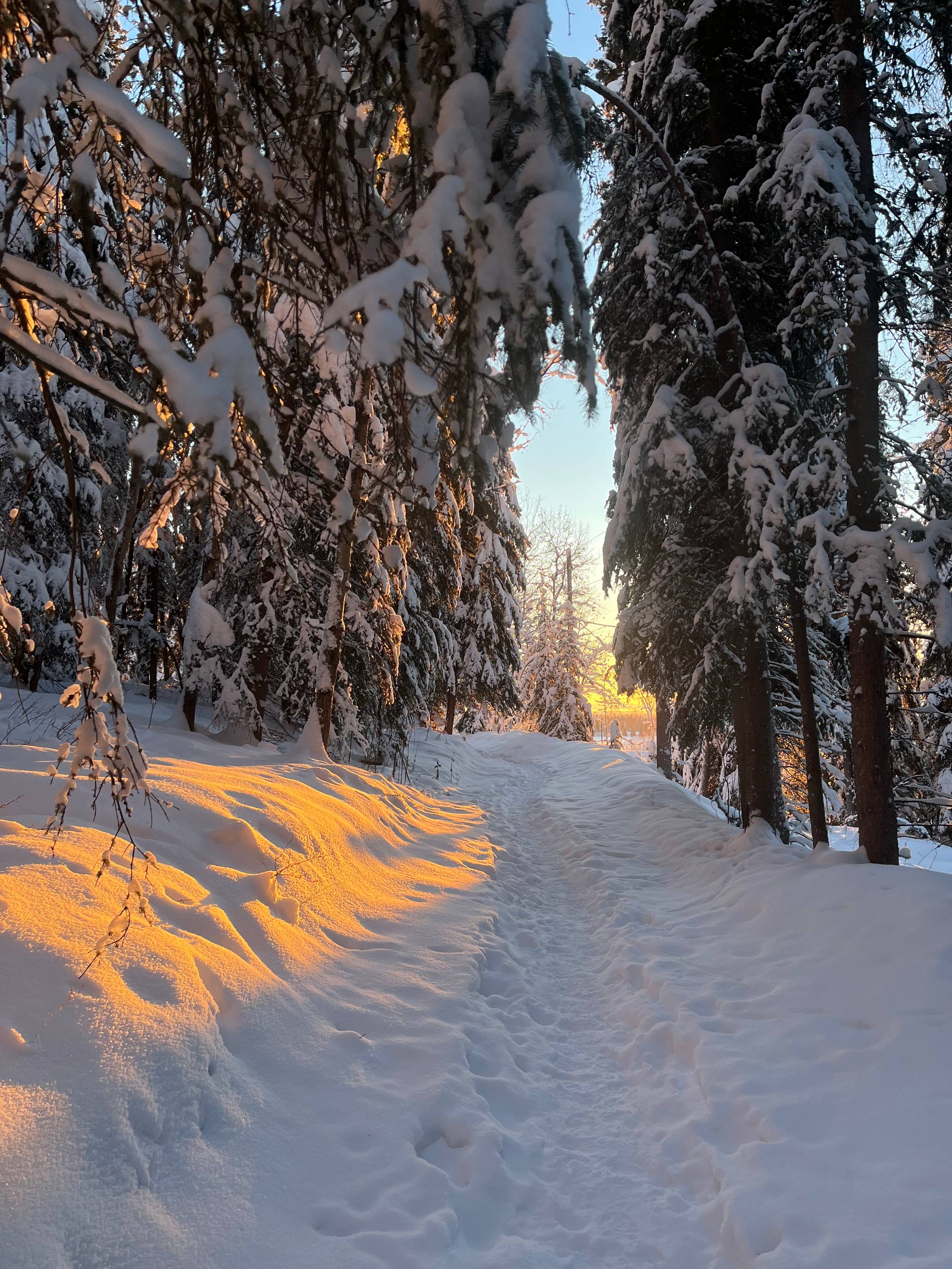 Snowy spruce forest trail with golden sunrise light on snow and blue sky visible through trees, Fairbanks AK