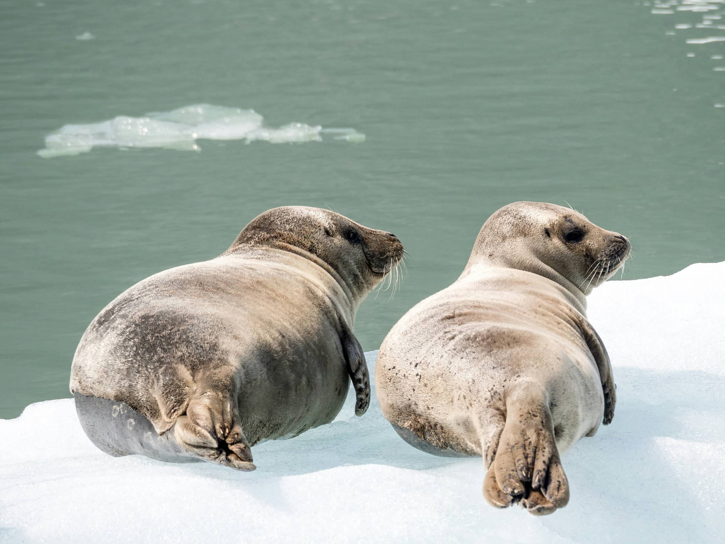 Two seals rest on a floating block of ice in a bay below a glacier near Juneau, Alaska.