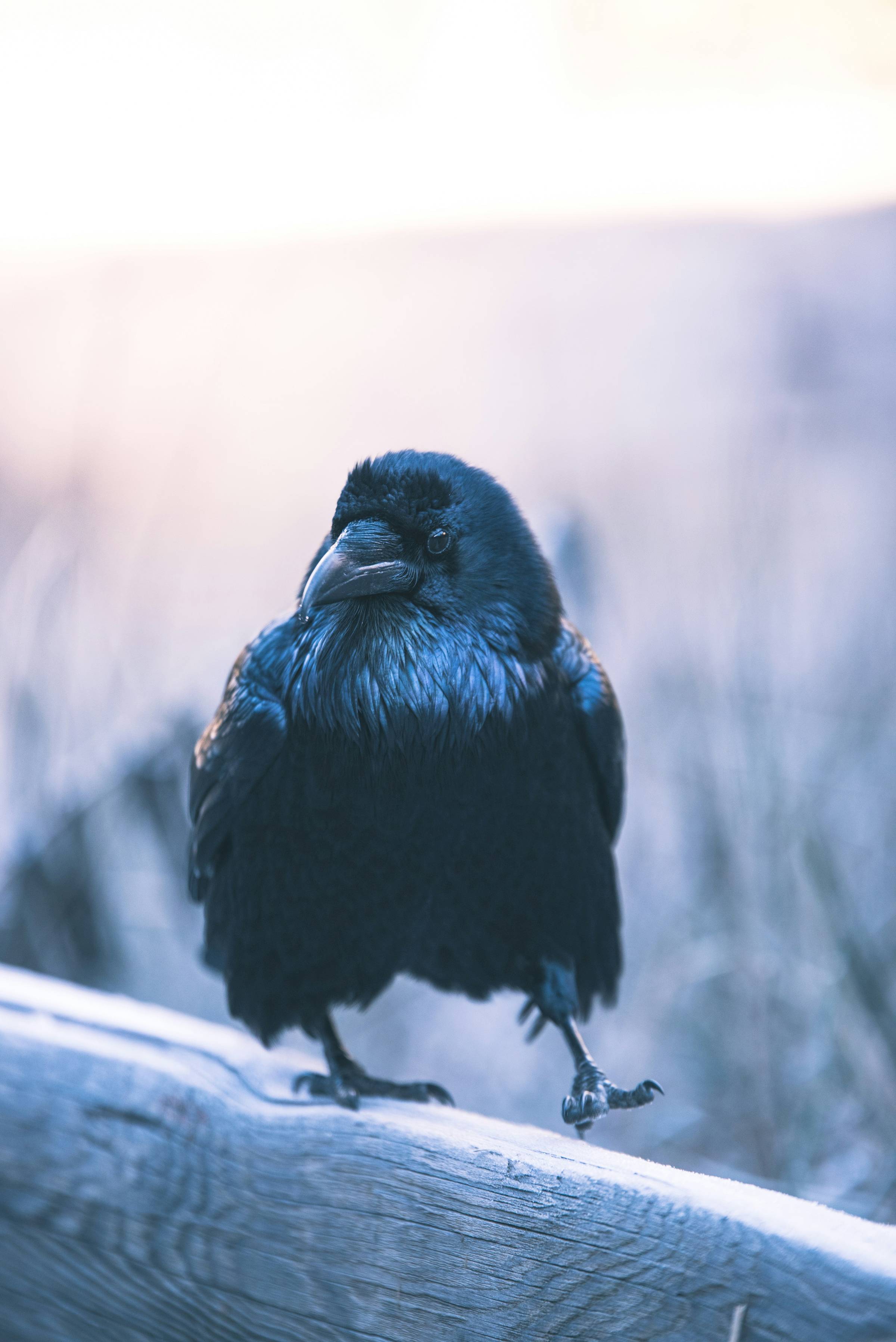 Black raven walks on wooden log, one of its eyes meeting camera's gaze in cold gray winter setting. 