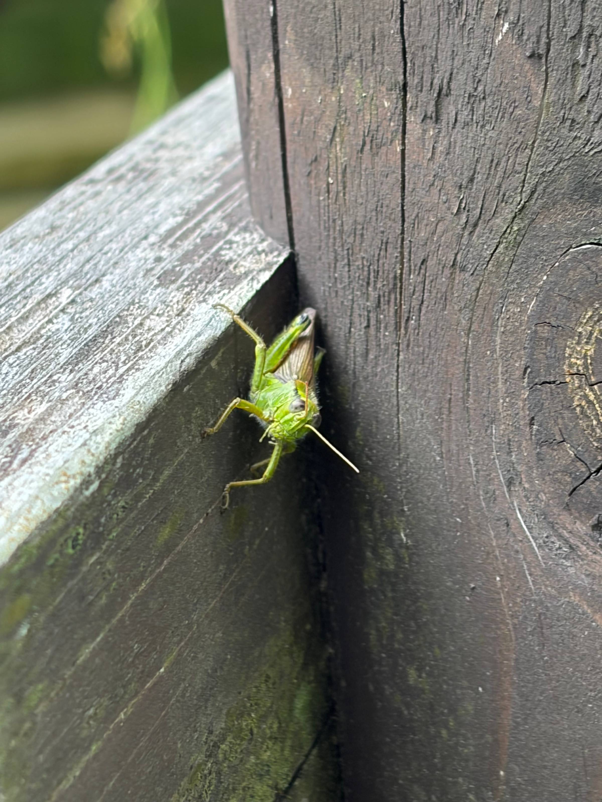 Green cricket perched sideways on the back of a wood sign, facing the camera.