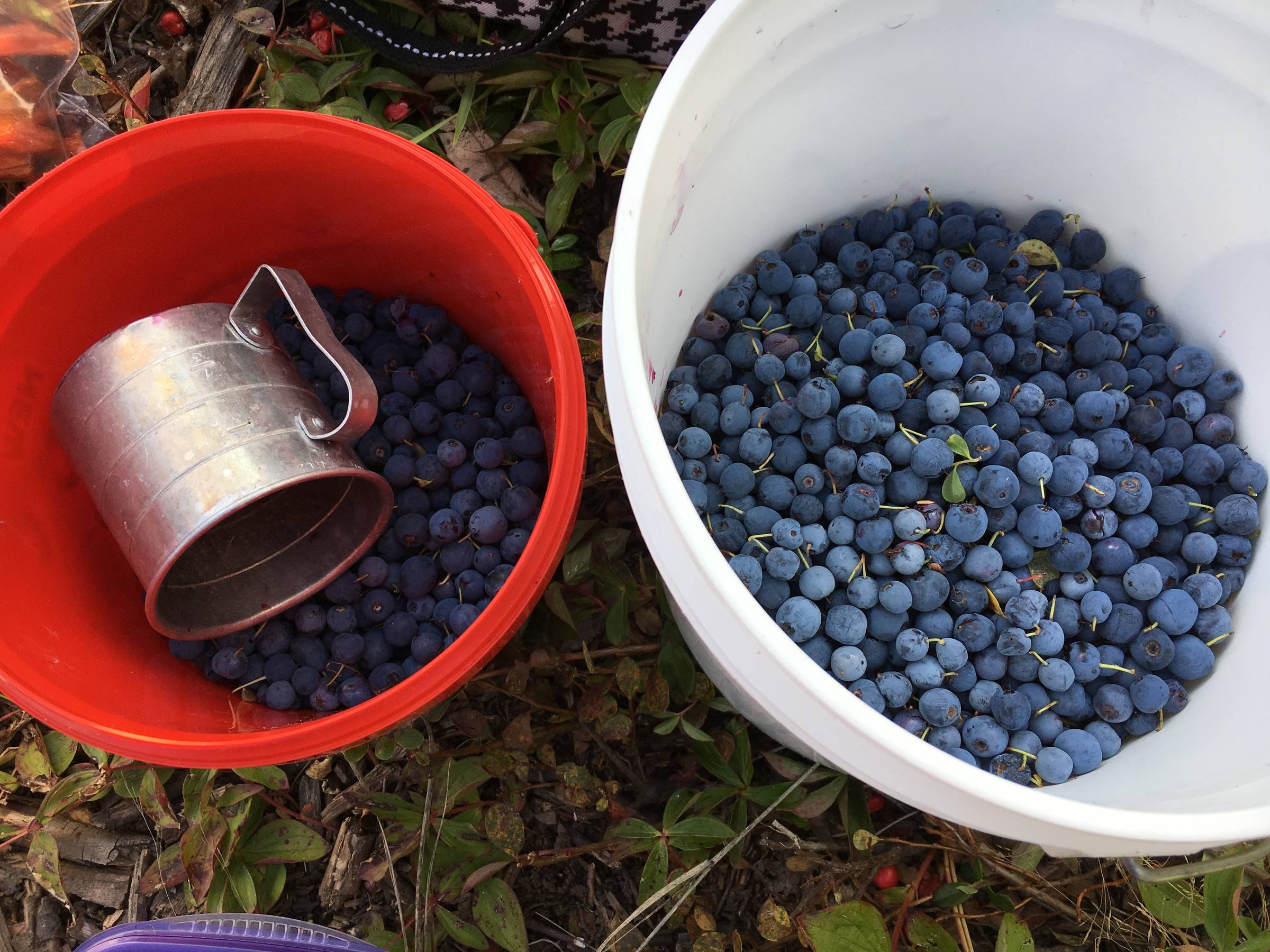 A small red bucket and a white bucket of Alaska blueberries, one holding a tin cup, on the ground in a Fairbanks berry patch.