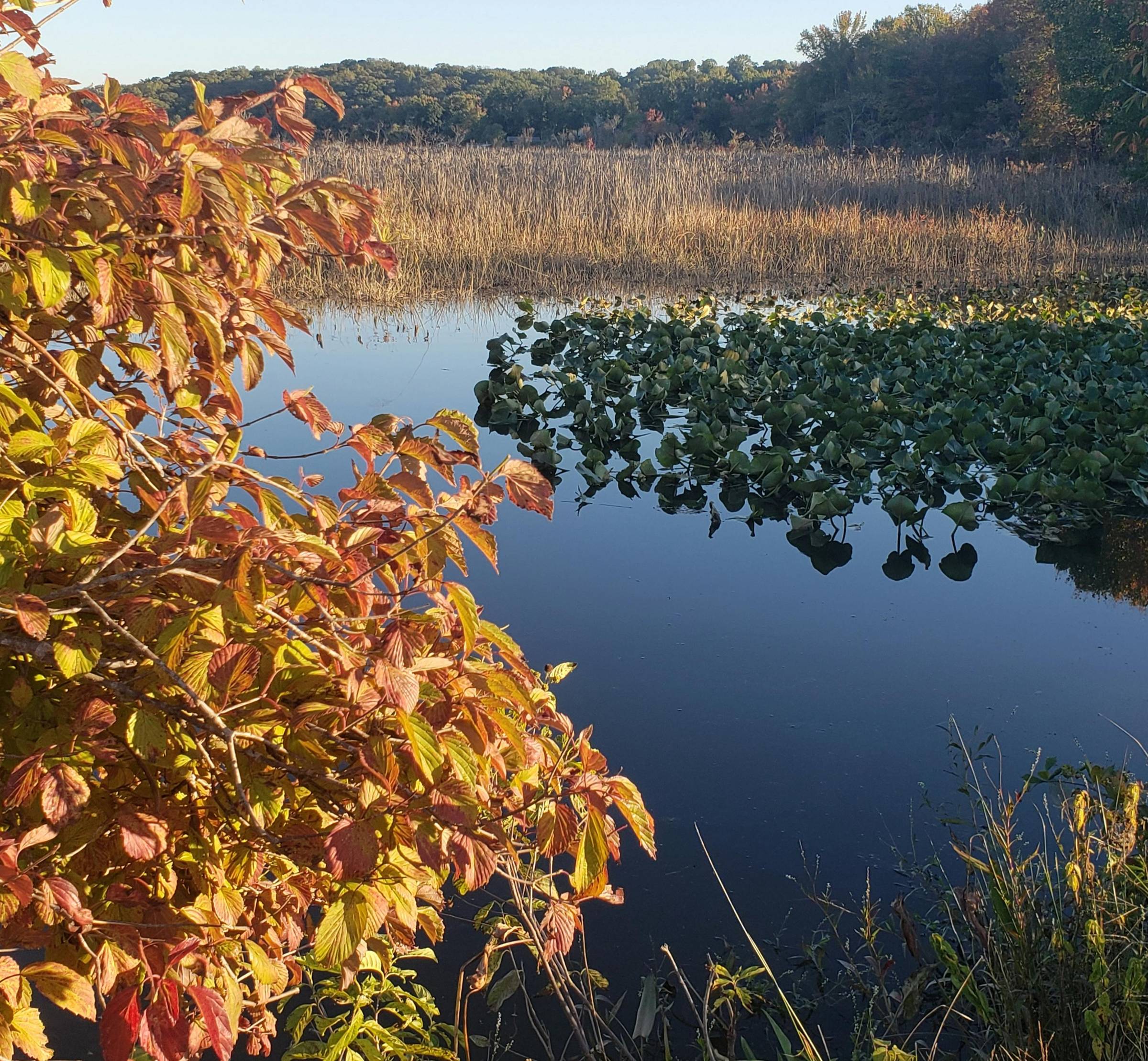 Fall foliage on the creek 