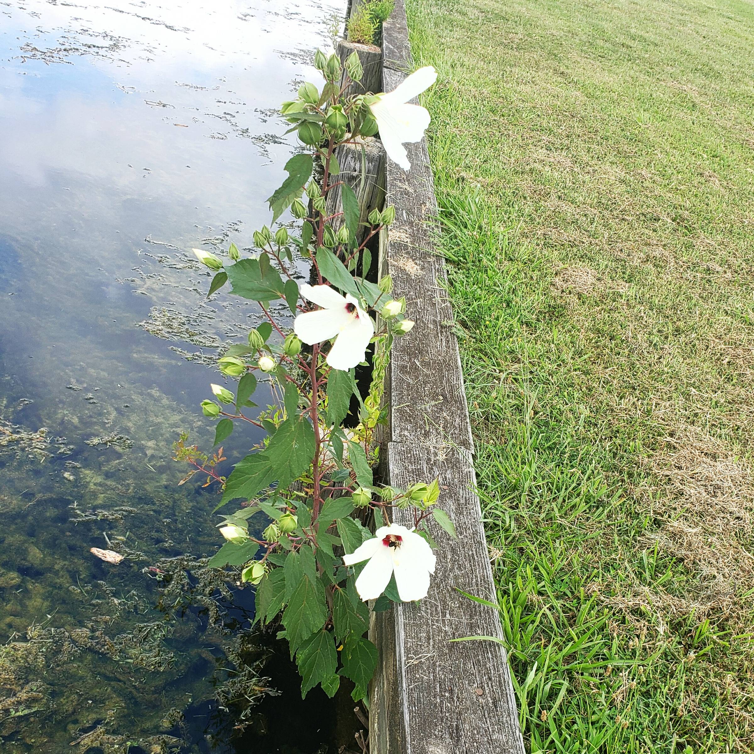 Beautiful blooms along the creek wall