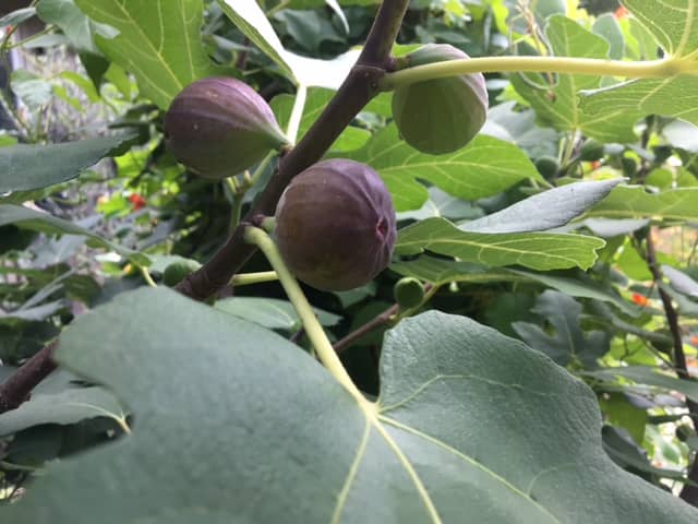 Capelas figs ripening to a purple colourr