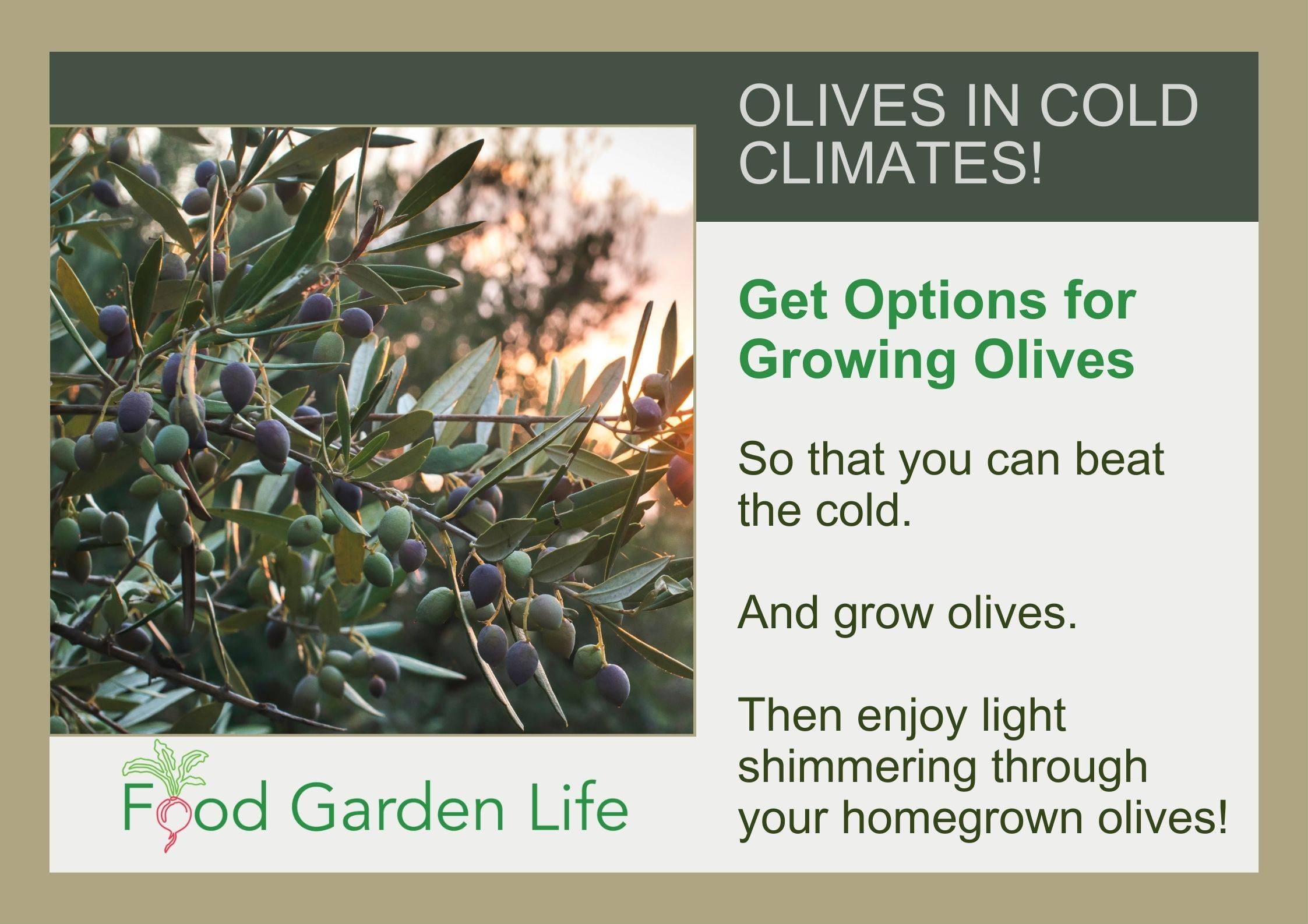 poster for olive camp