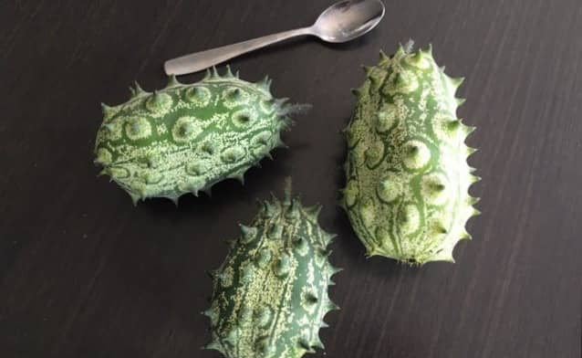 3 jelly melon fruit, with spoon to show the sizee