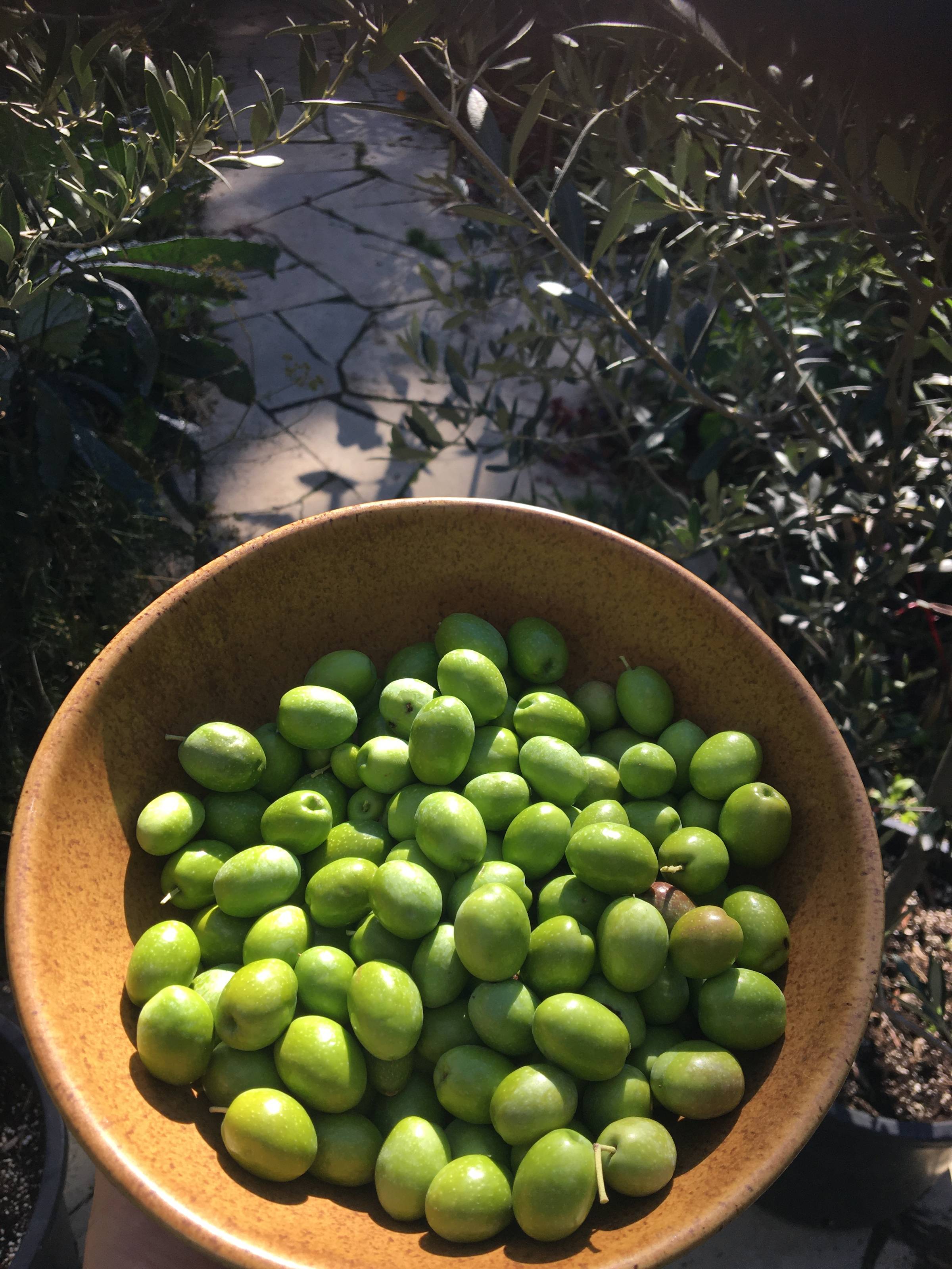 Bowl of olives grown in Toronto